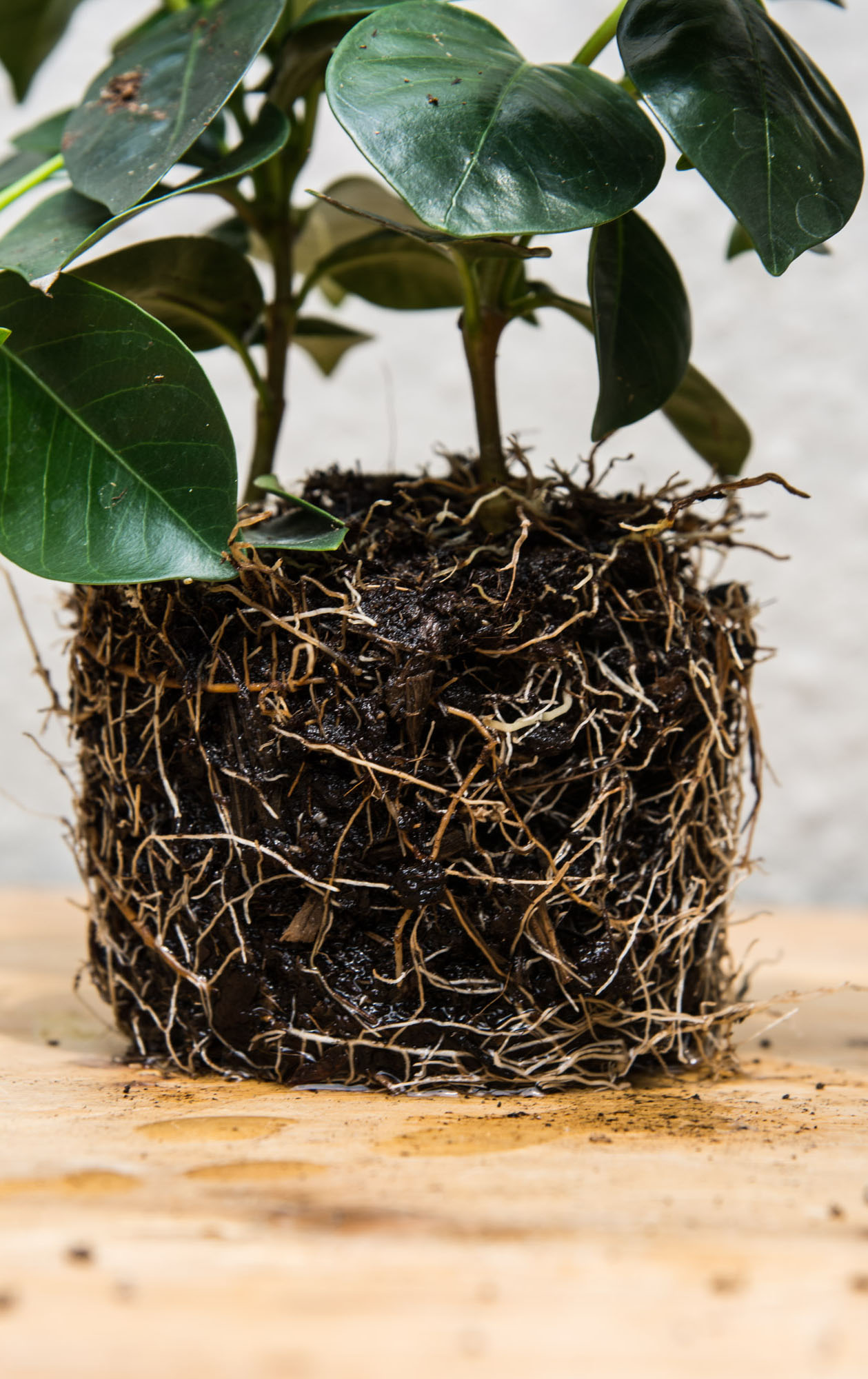 Plant: eigen 