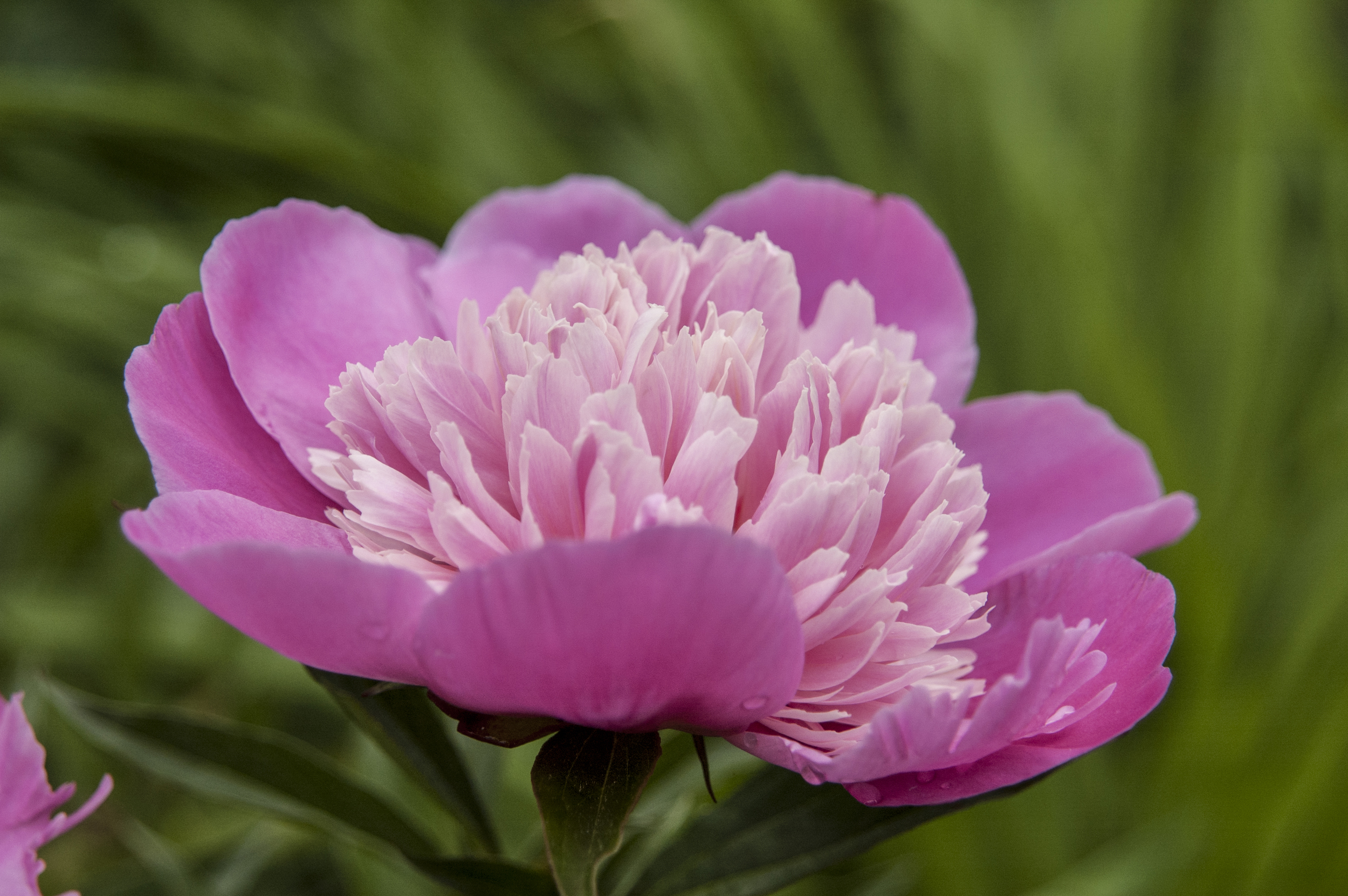 A peony from my mother's garden located on Redwood in Parry Sound inspires this soft pink colourway.