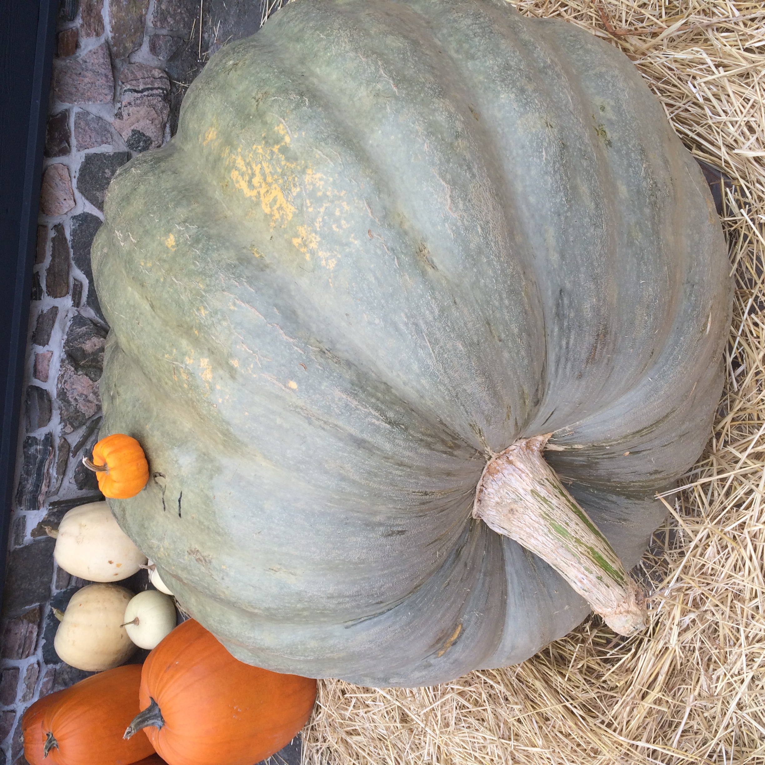 The 591 pound pumpkin outside of Crossroads Restaurant which has a special autumn harvest menu for the next few weeks, we may be in trouble around here.