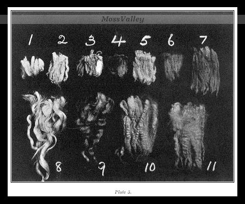 An example of different fleece staple lengths from an early 20th century textbook.