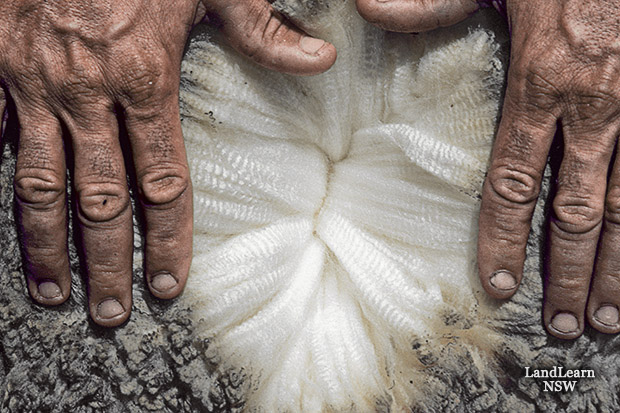 A farmer at LandLearn New South Wales shows off the staple length and crimp of this sheep's fleece.