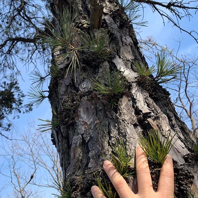 Feeling the transitions as we move into longer day light. Here is to letting go, making space during this Super Moon, Spring Equinox and as I celebrate another rotation around the sun.