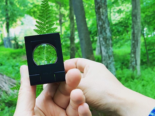 Saturday, 7.13 @ 3 come to @olanashs to experience a scent walk to honor plants that changed our landscape. These ancient ancient ferns, who have been with us some 300 million years, then turned to peat, and peat begat coal. #whatsnext #slowness #cat