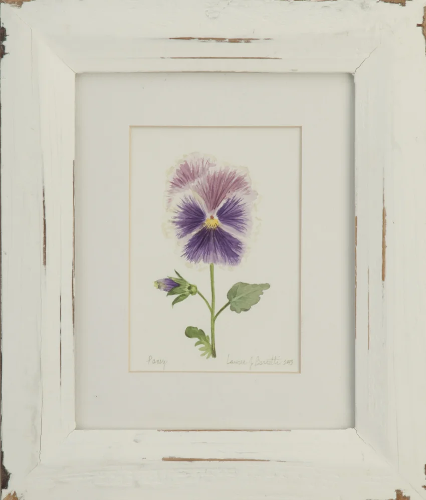 "Pansy 2."