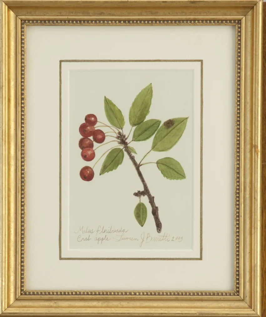 "Crab Apple"