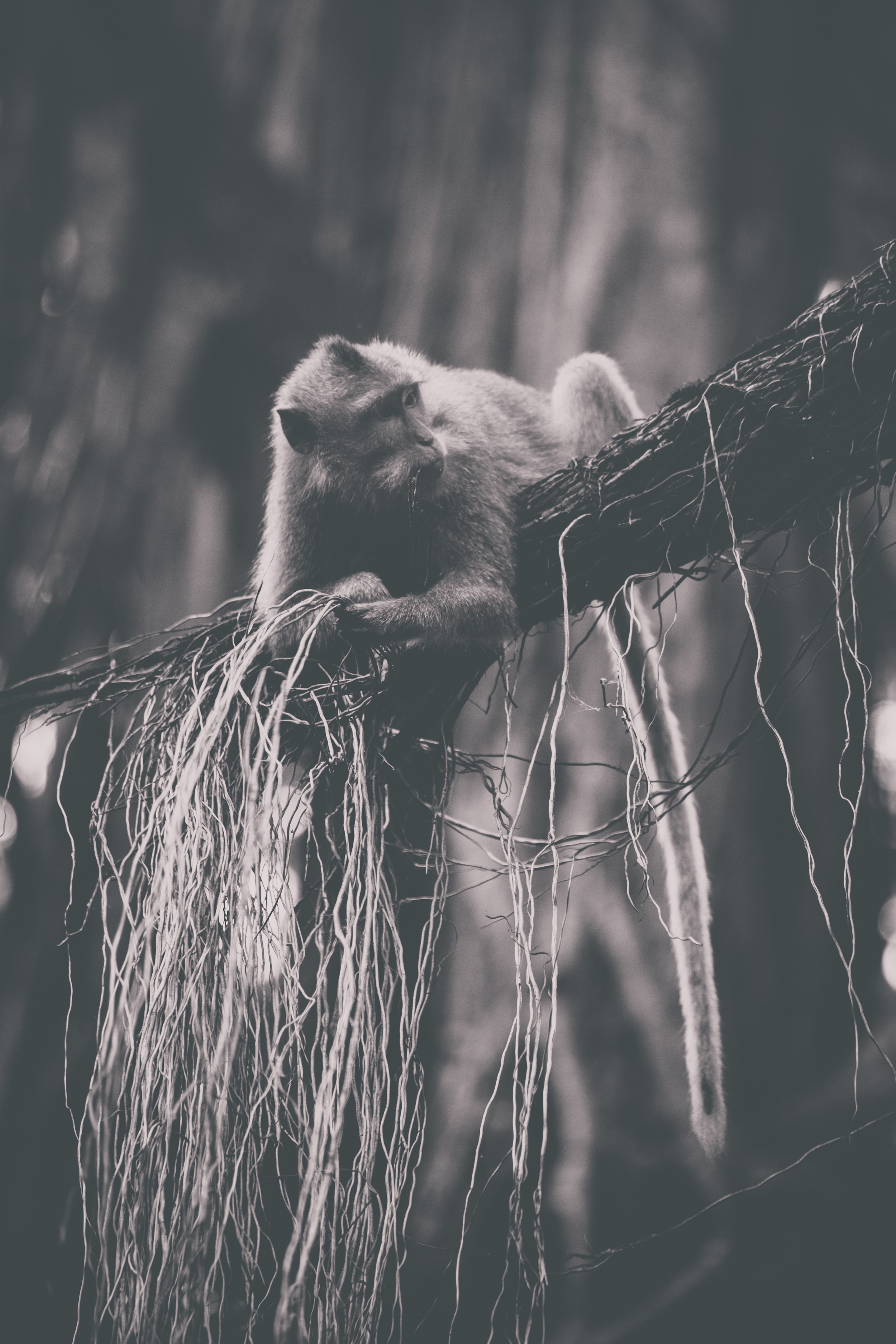 monkeyBW.jpg