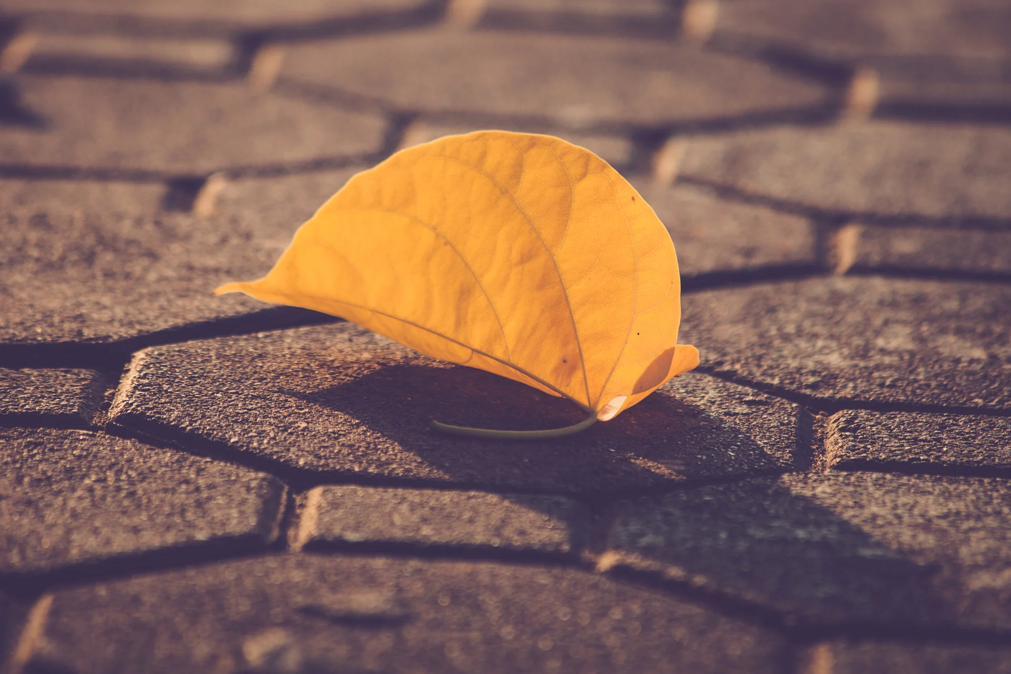 Leaf.jpg