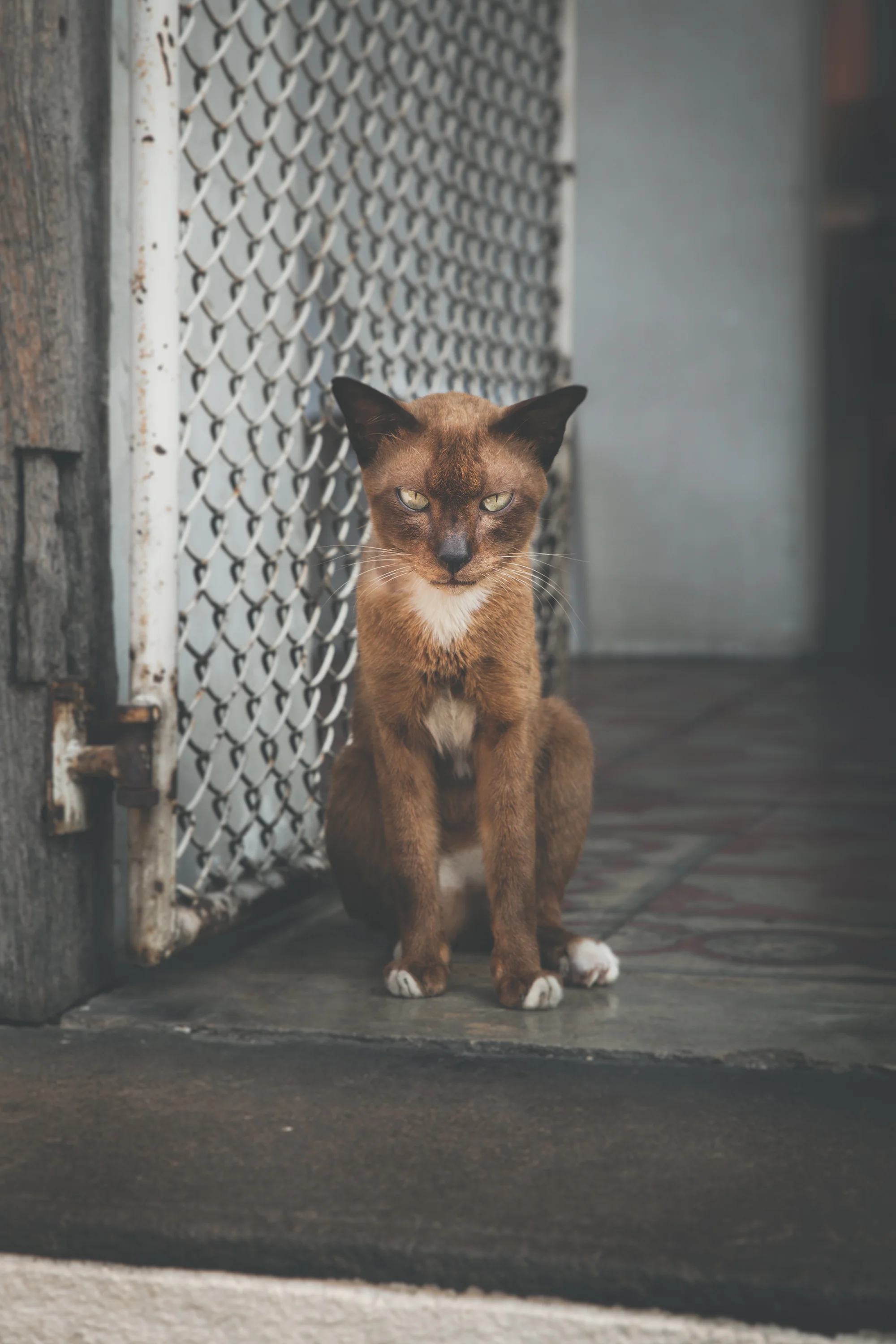 templeCat.jpg