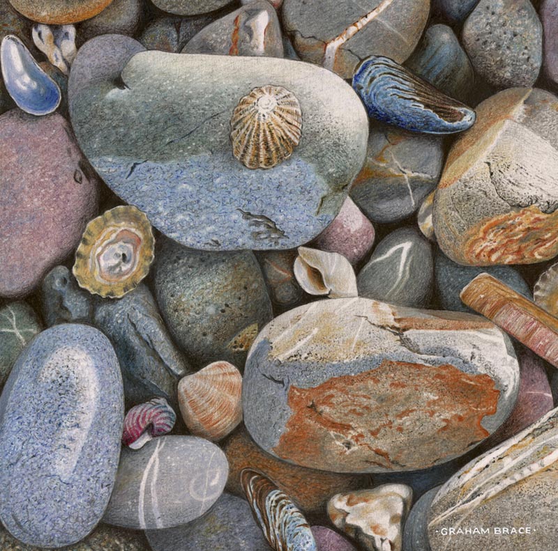 Pebbles and shells by Graham Brace