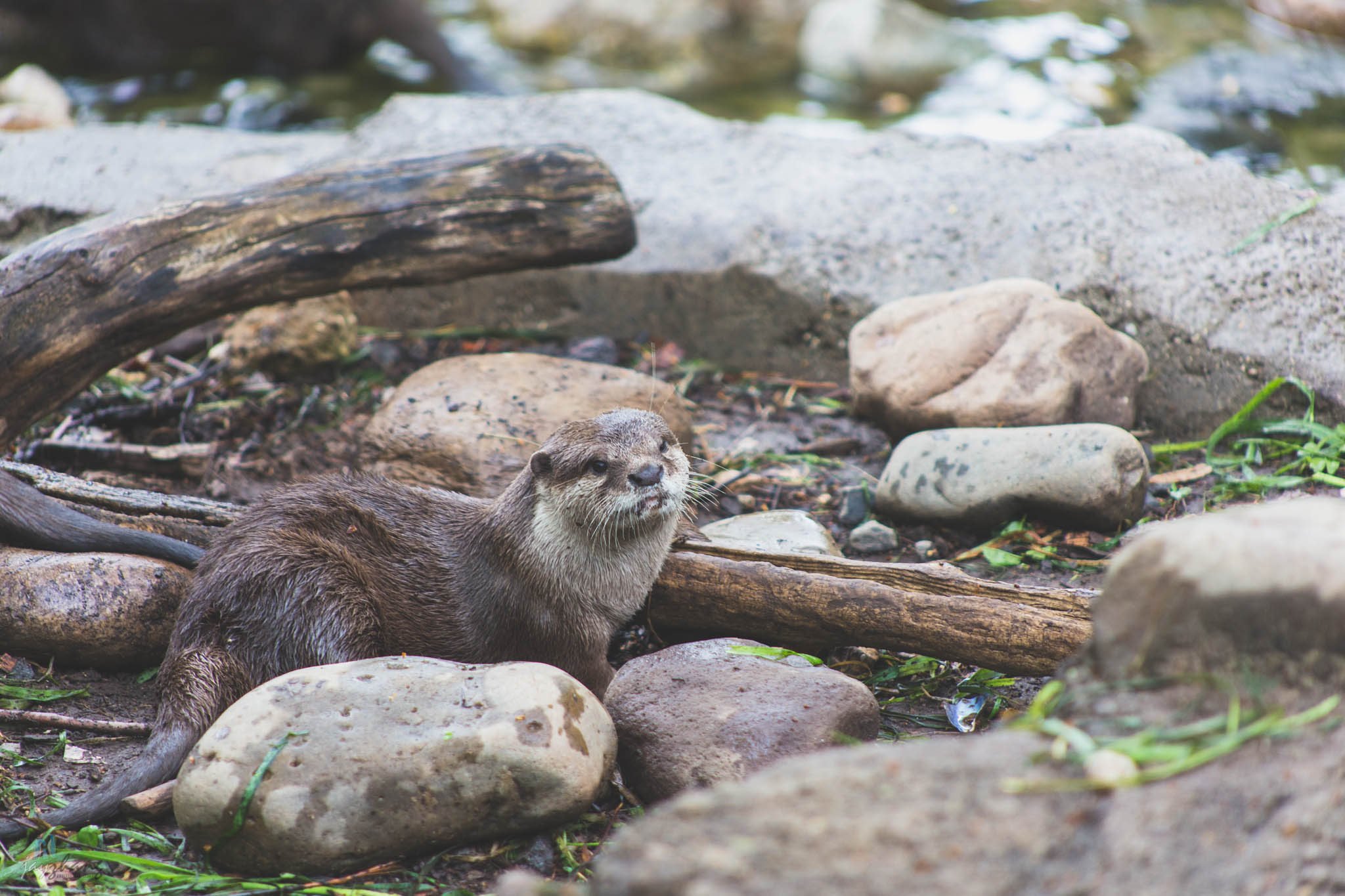 Smithsonian National Zoo-2.jpg