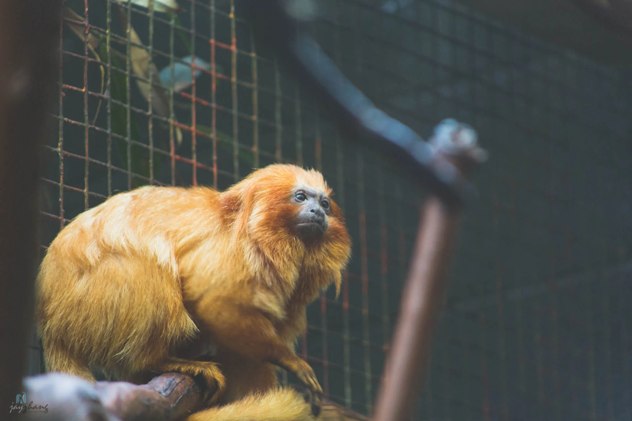 Smithsonian National Zoo-7.jpg
