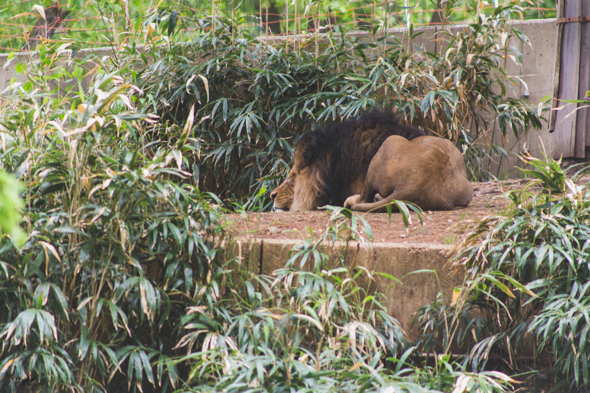 Smithsonian National Zoo-17.jpg