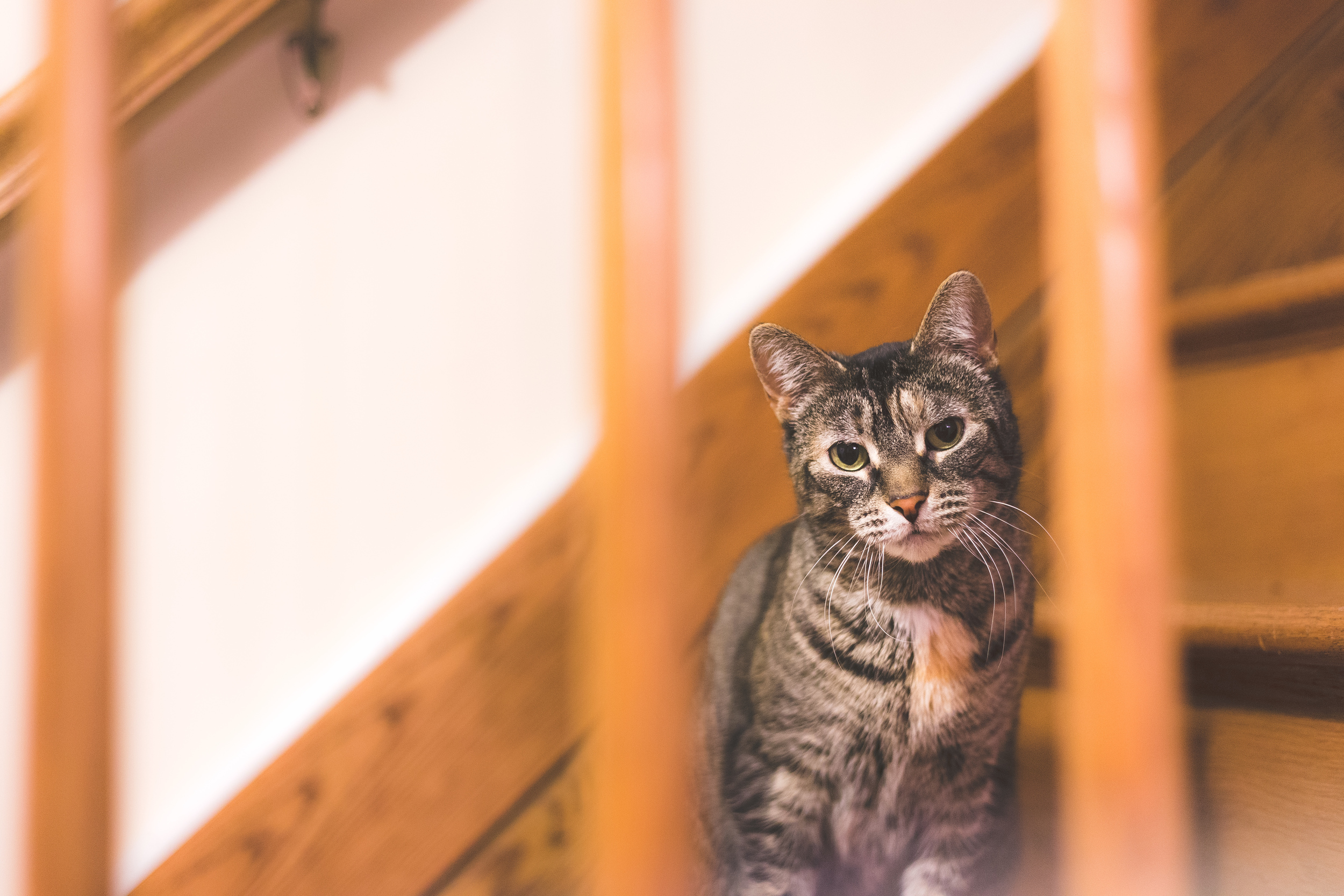 Day 78/365 - Meow
