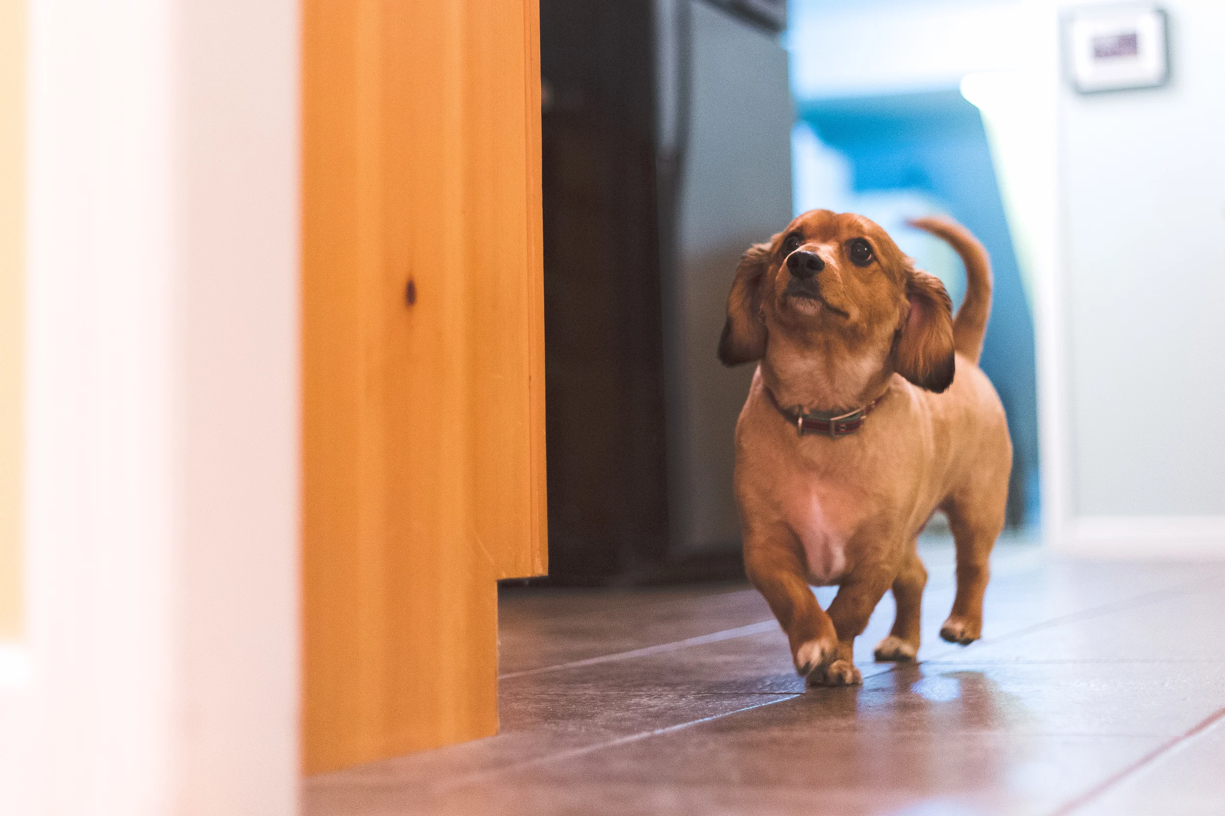 Day 88 - Sit Boy-1.jpg