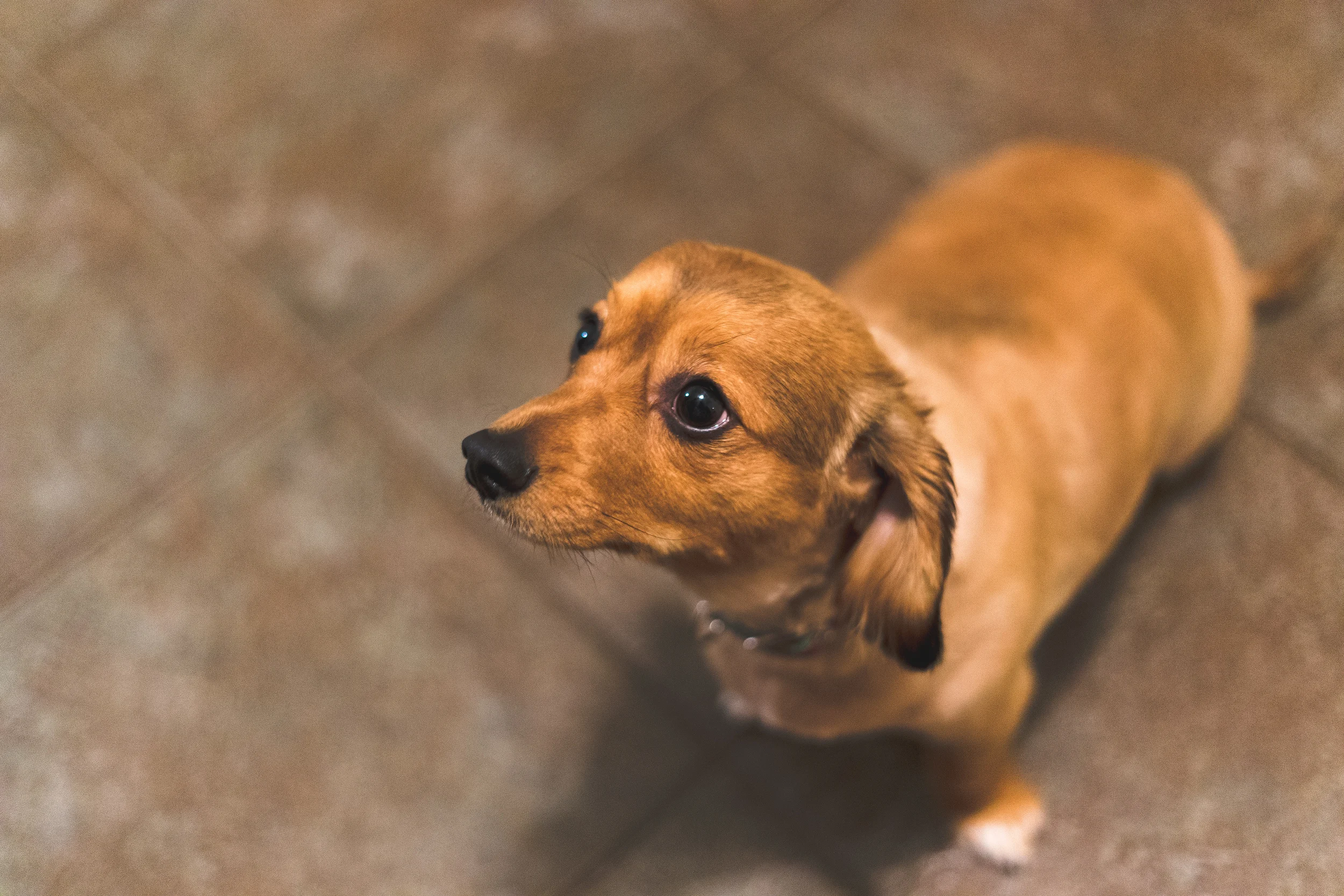 Day 88 - Sit Boy-2.jpg