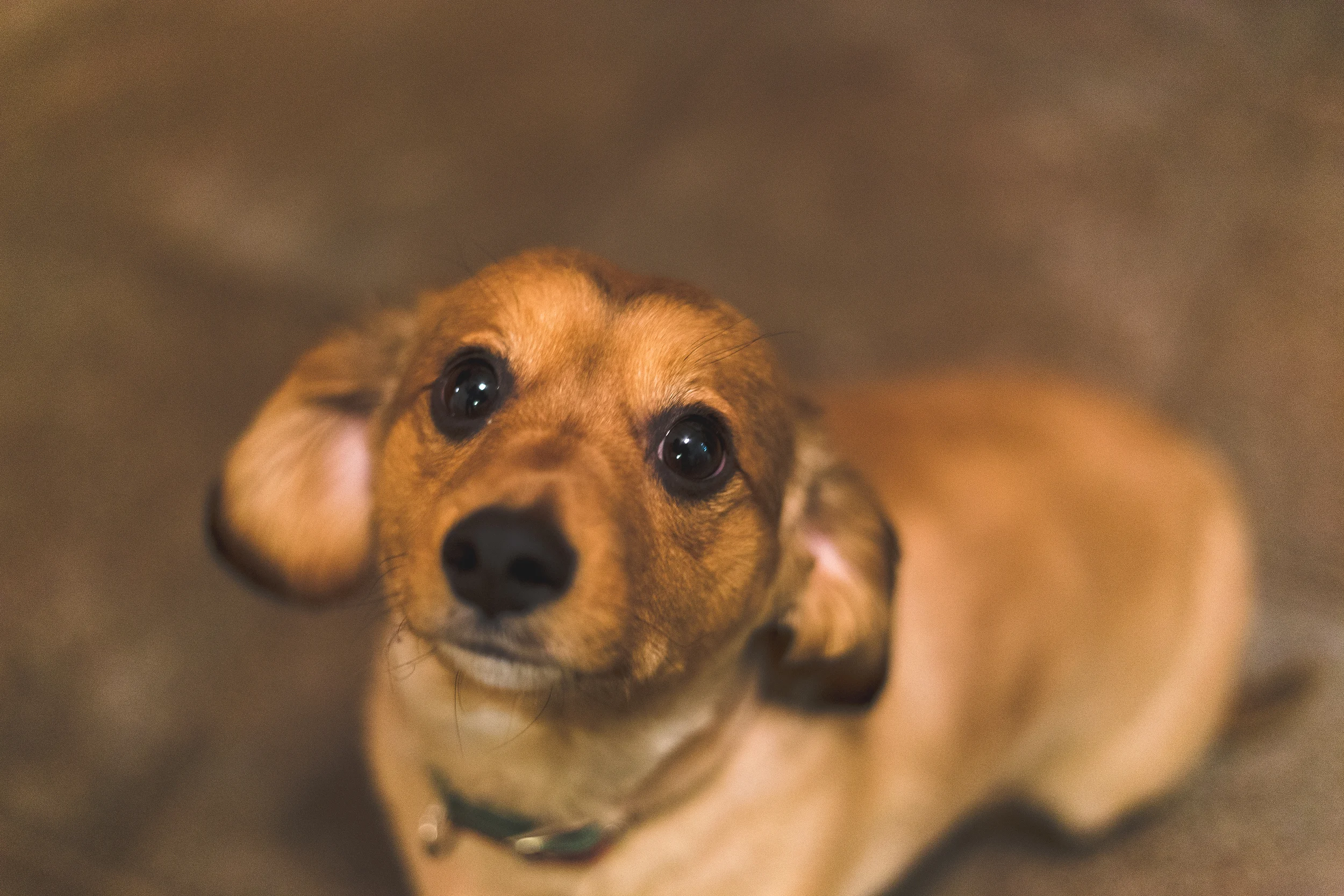Day 88 - Sit Boy-3.jpg