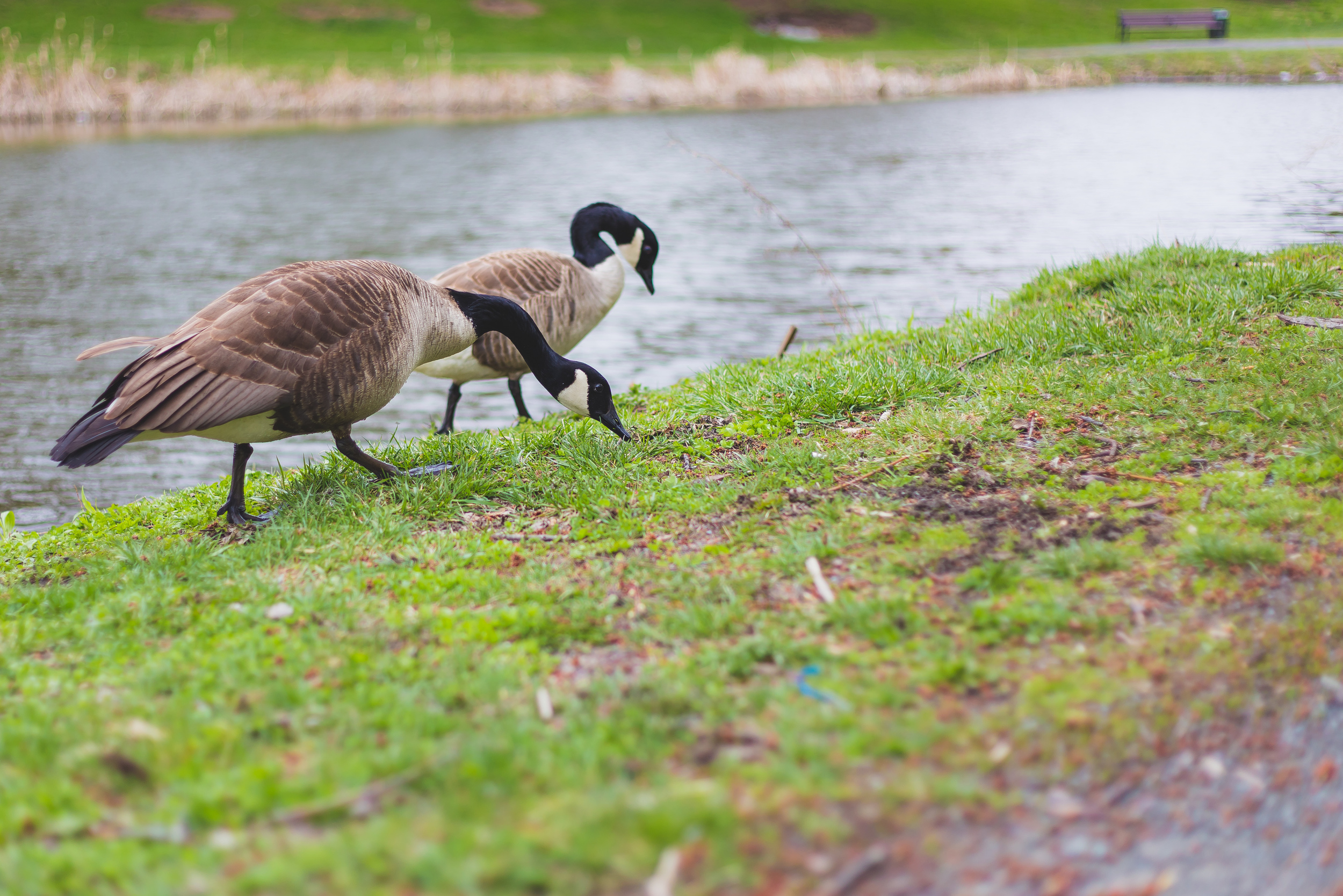 Day 122/365 - They're back