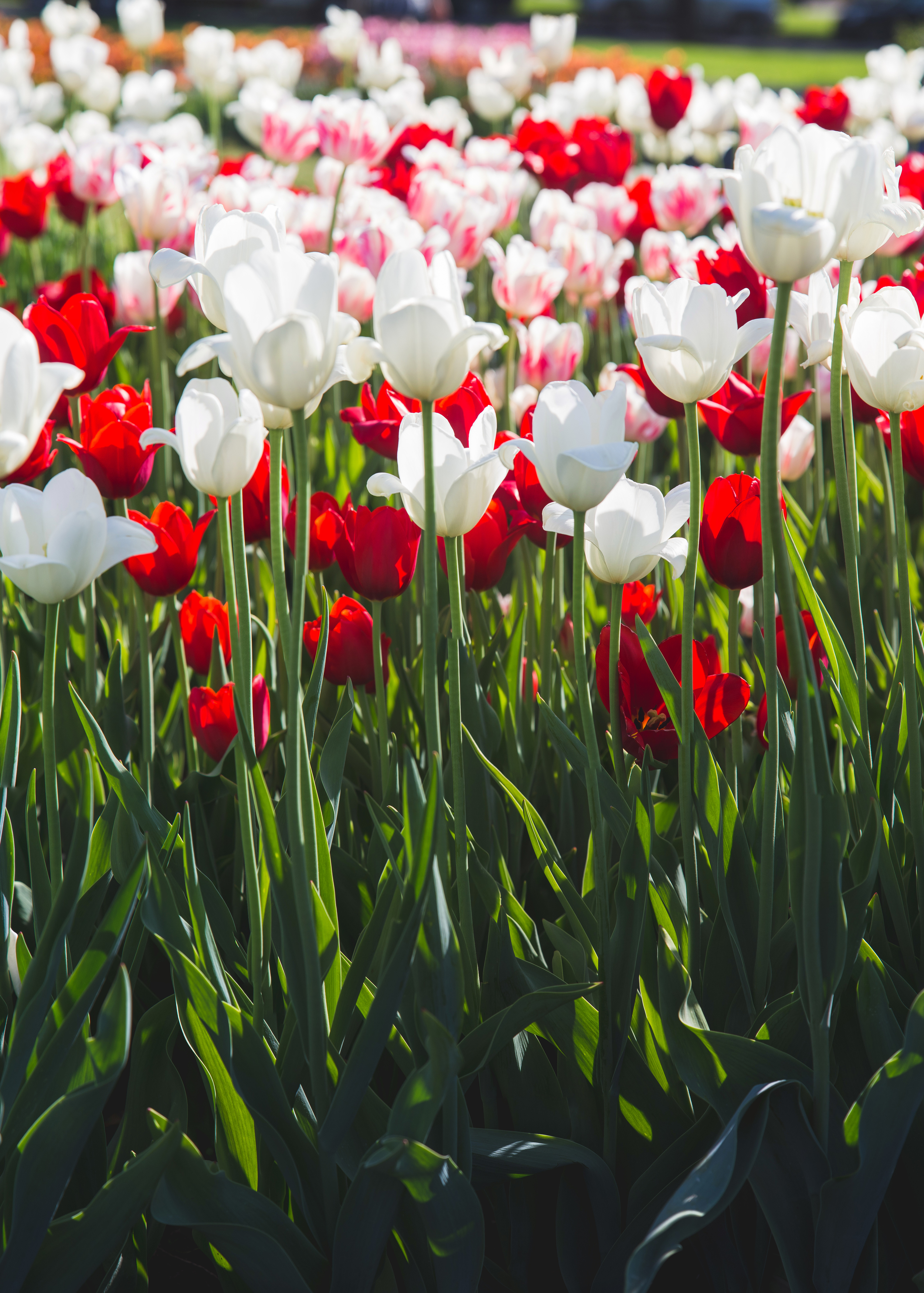 Red Tulips.jpg