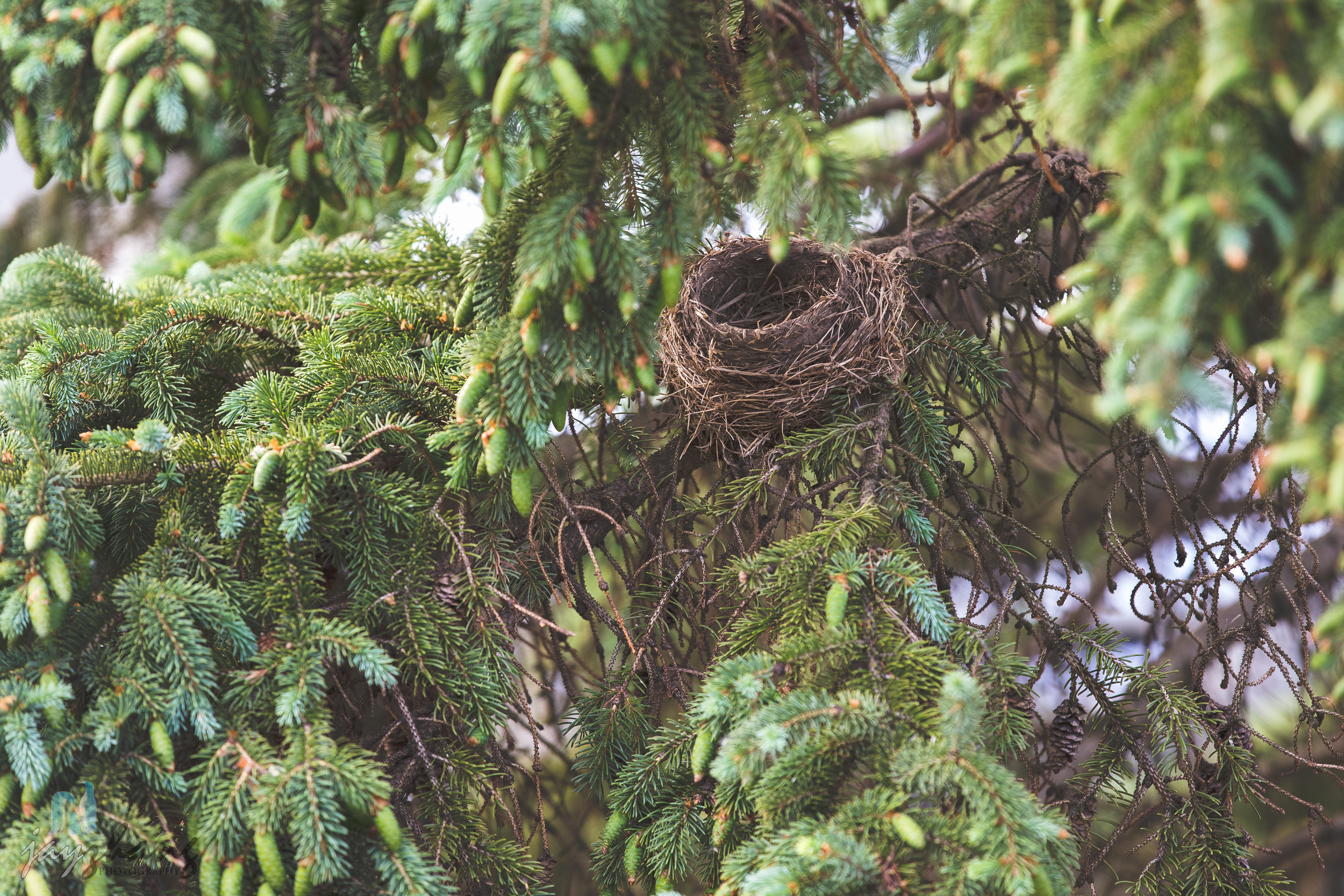 Day 154 - Empty Nest