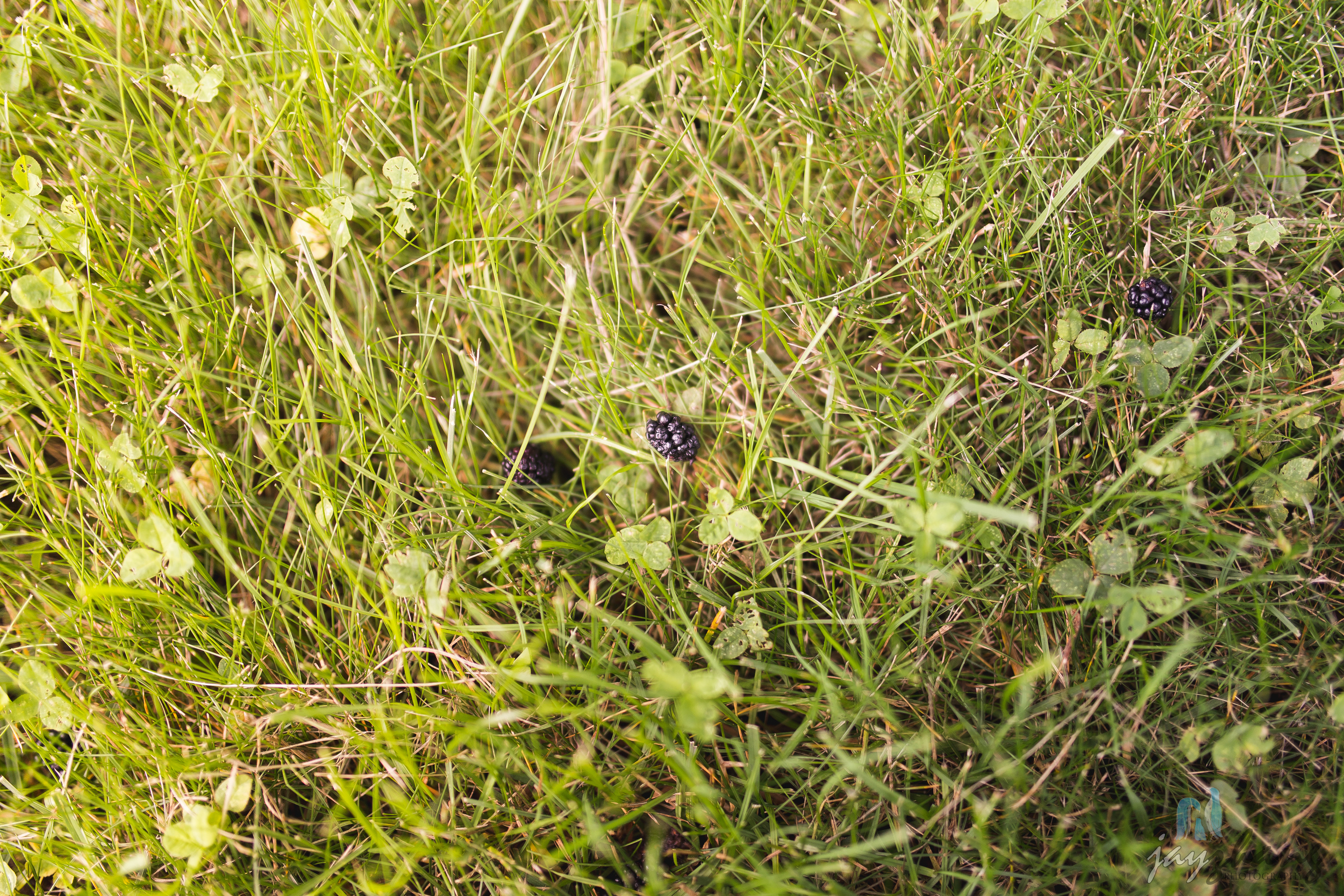 Day 187 - Blackberry