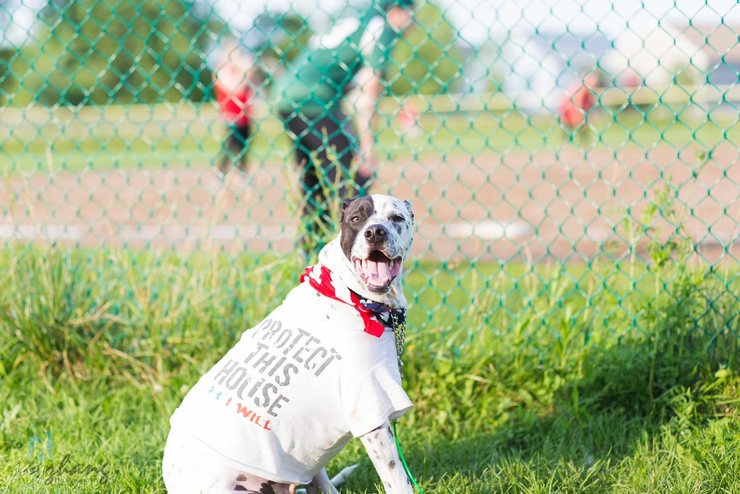 Day 191 - Happy Dog-2.jpg