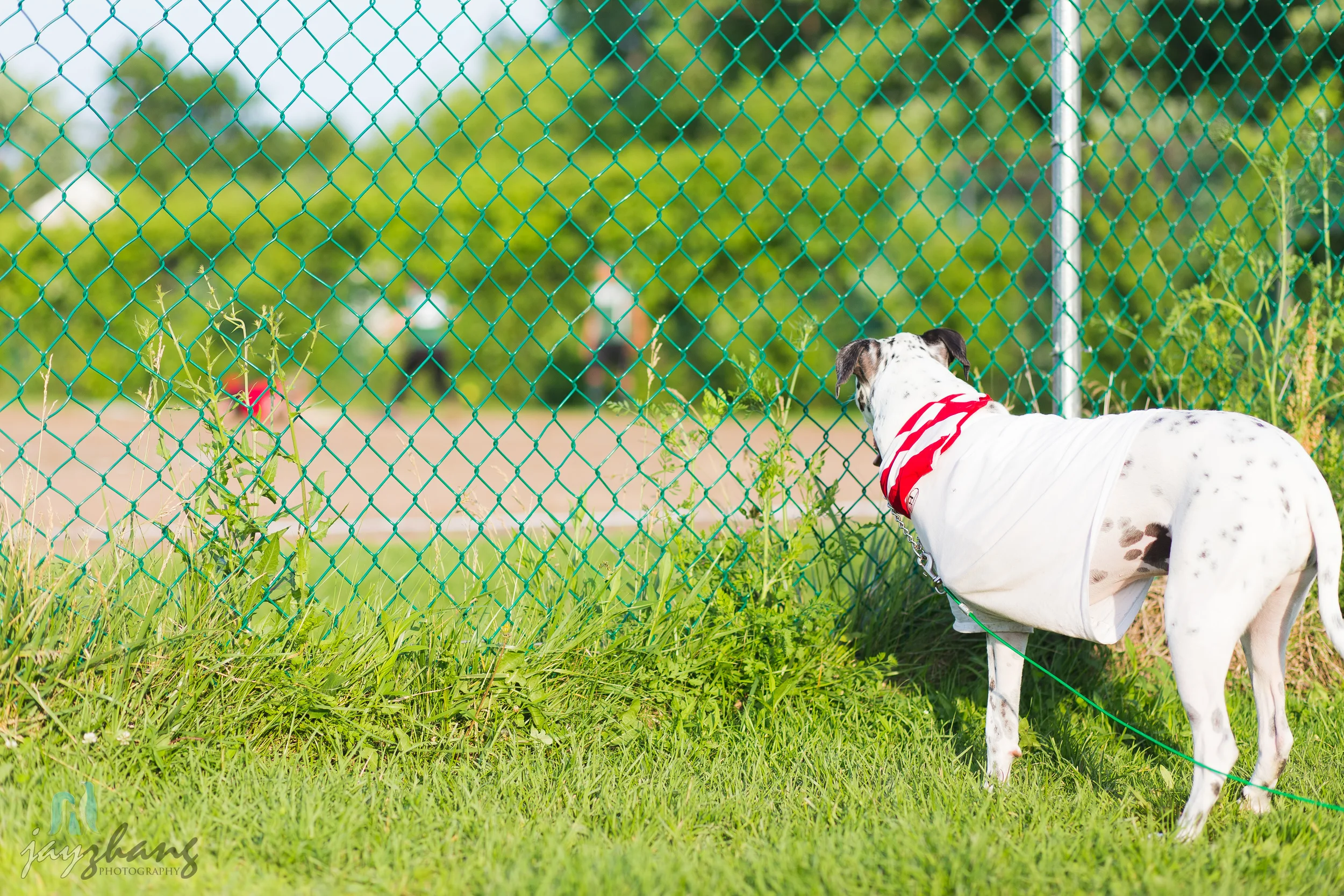 Day 191 - Happy Dog-1.jpg