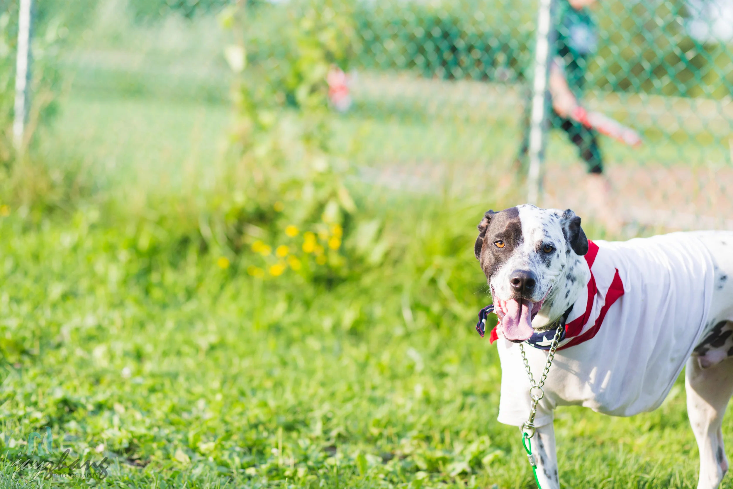Day 191 - Happy Dog-3.jpg