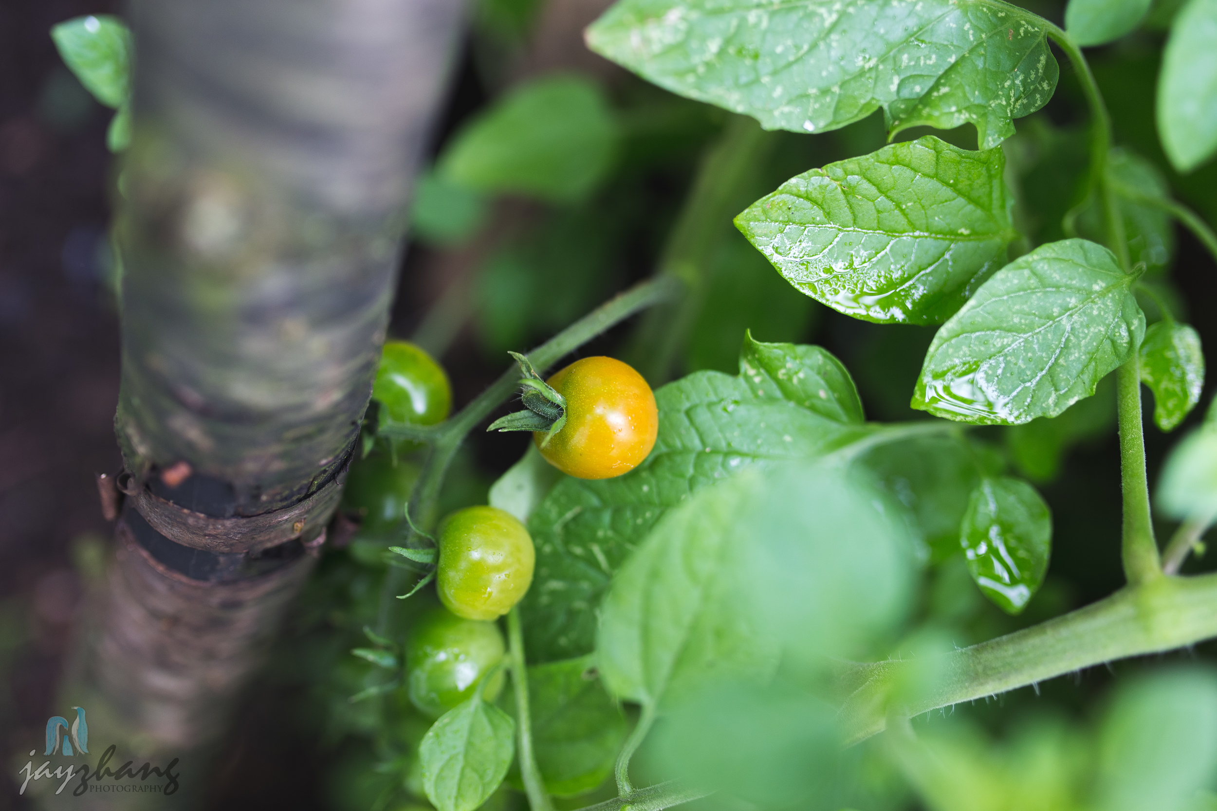 Day 205 - Homegrown Tomatos