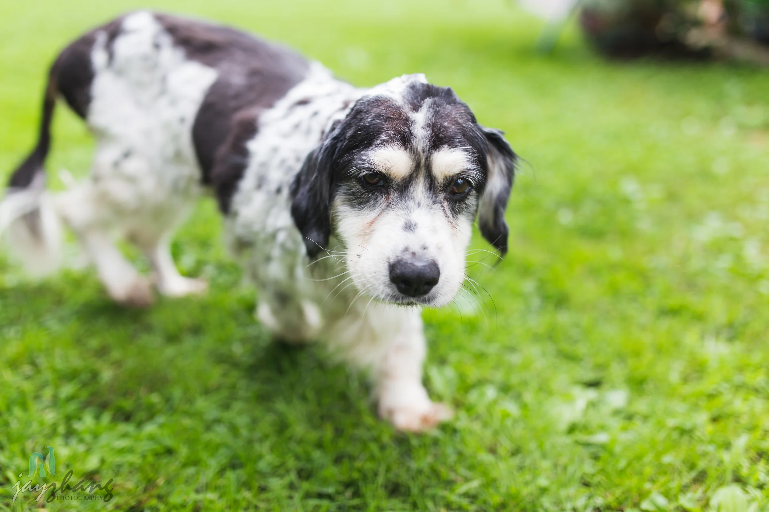 Day 207 - Old Puppys-1.jpg