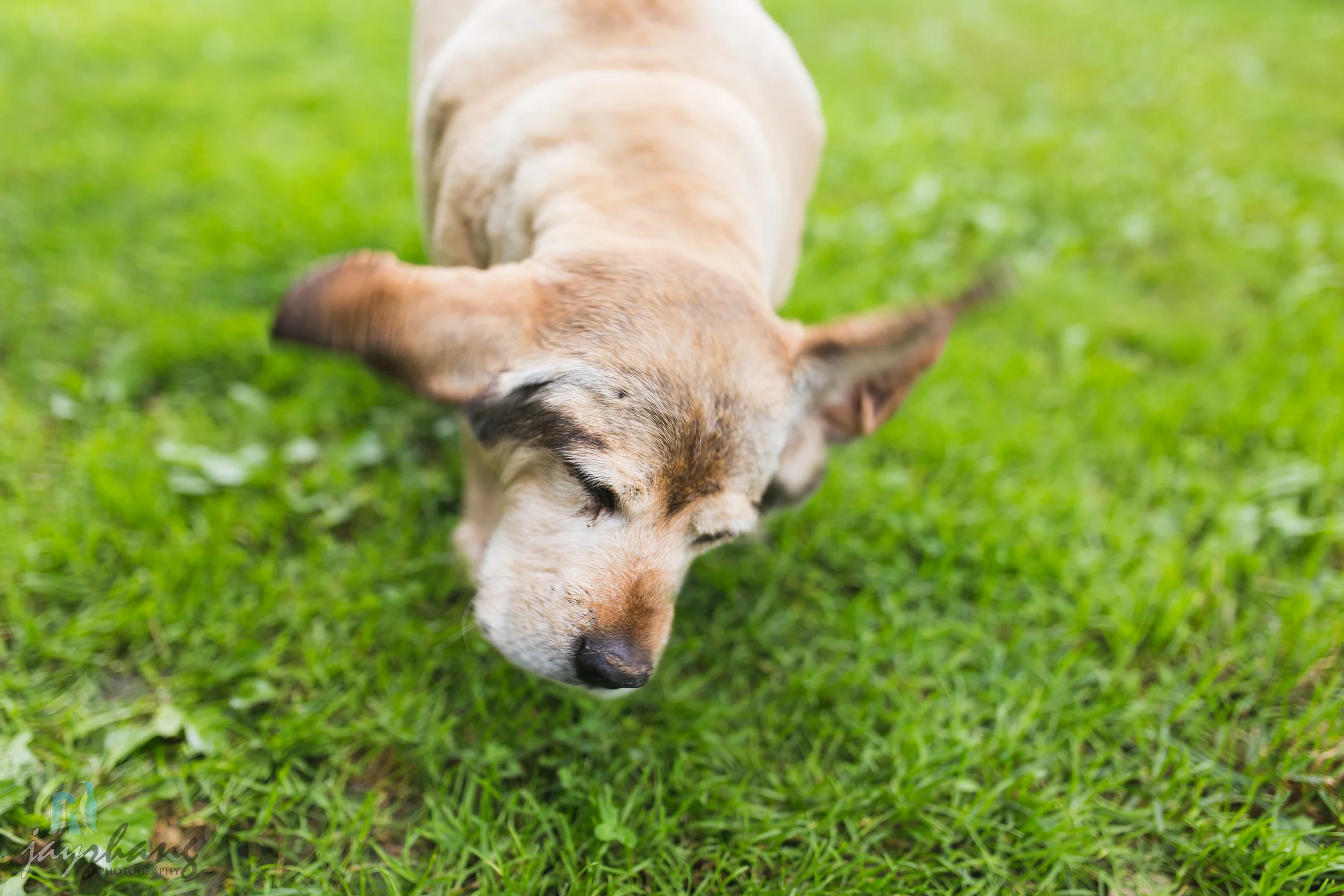 Day 207 - Old Puppys-2.jpg