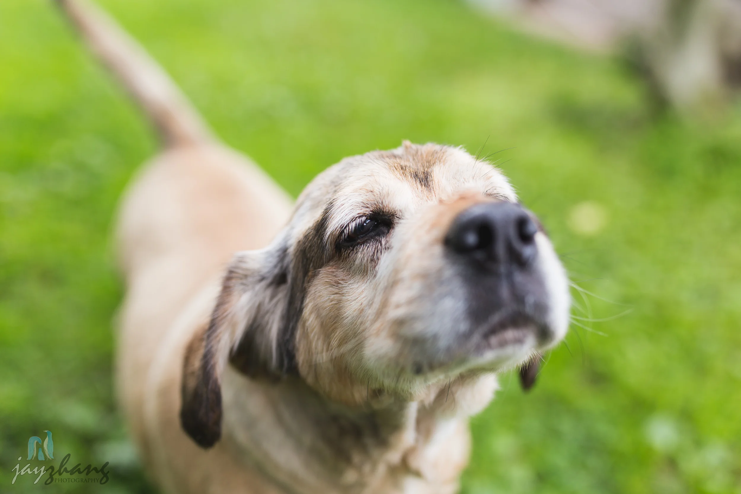 Day 207 - Old Puppys-3.jpg