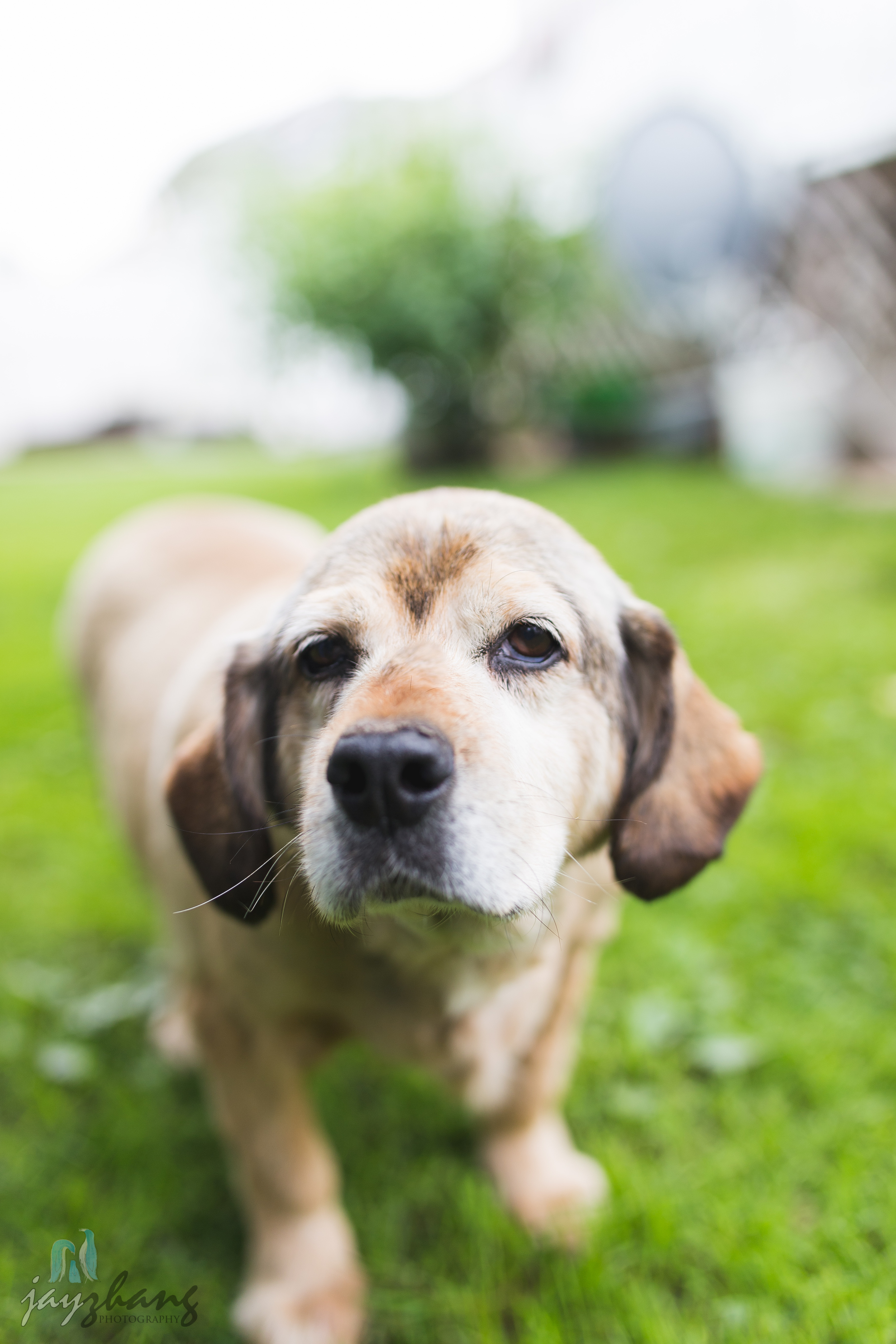 Day 207 - Old Puppys-4.jpg