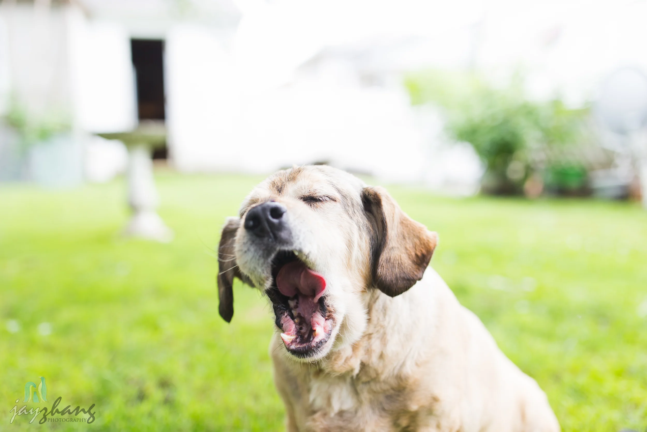 Day 207 - Old Puppys-5.jpg