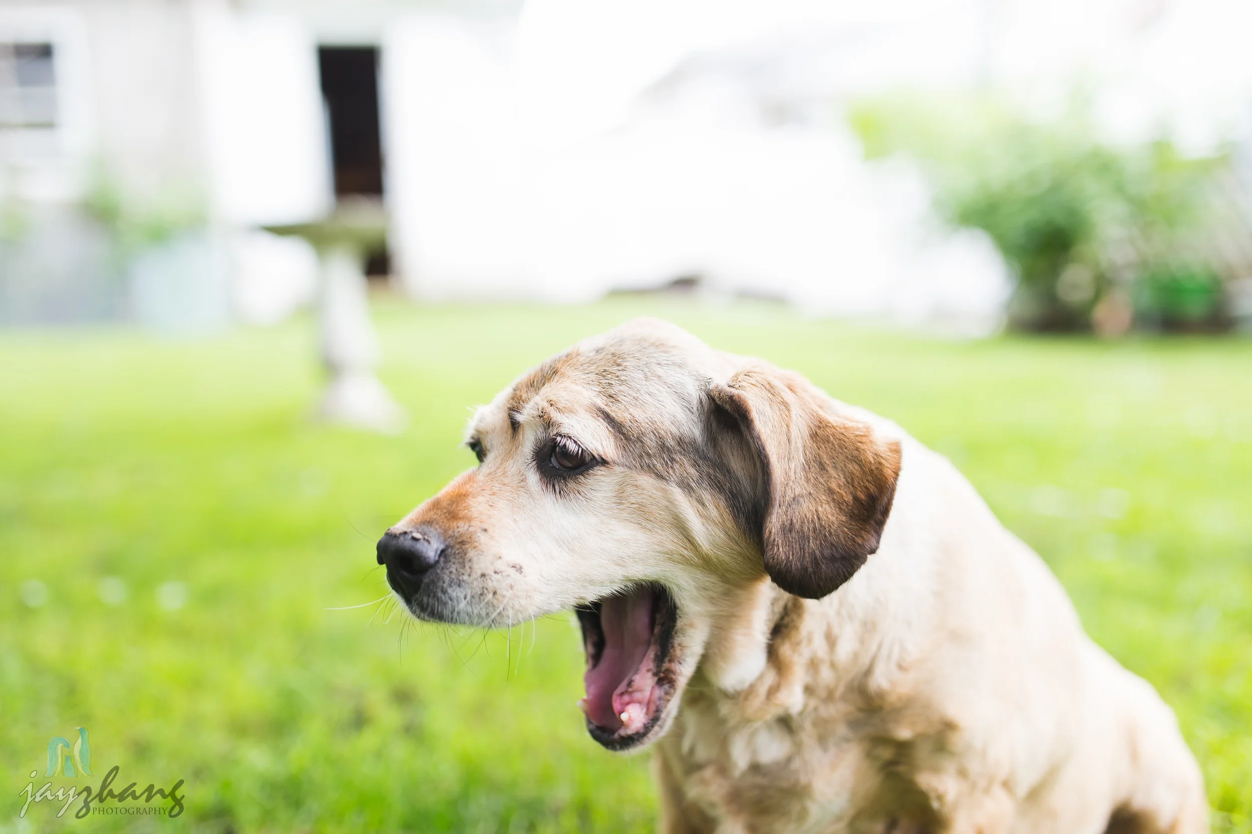 Day 207 - Old Puppys-6.jpg