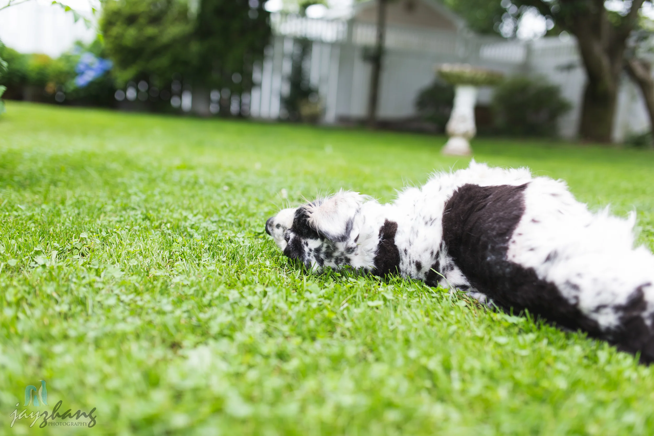 Day 207 - Old Puppys-7.jpg