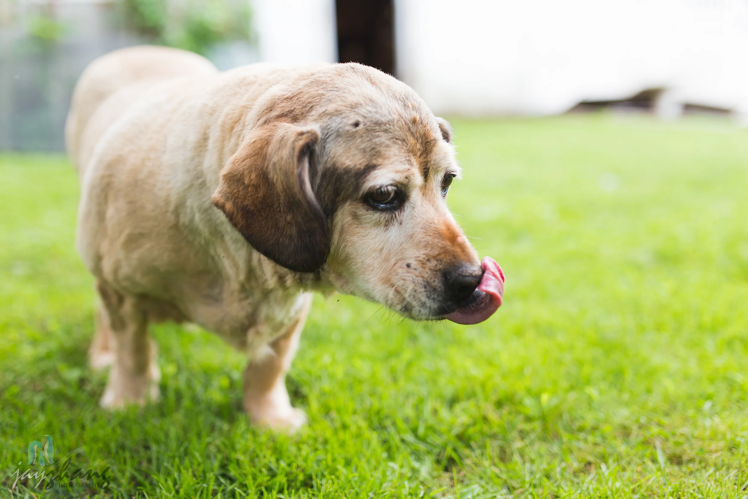 Day 207 - Old Puppys-8.jpg