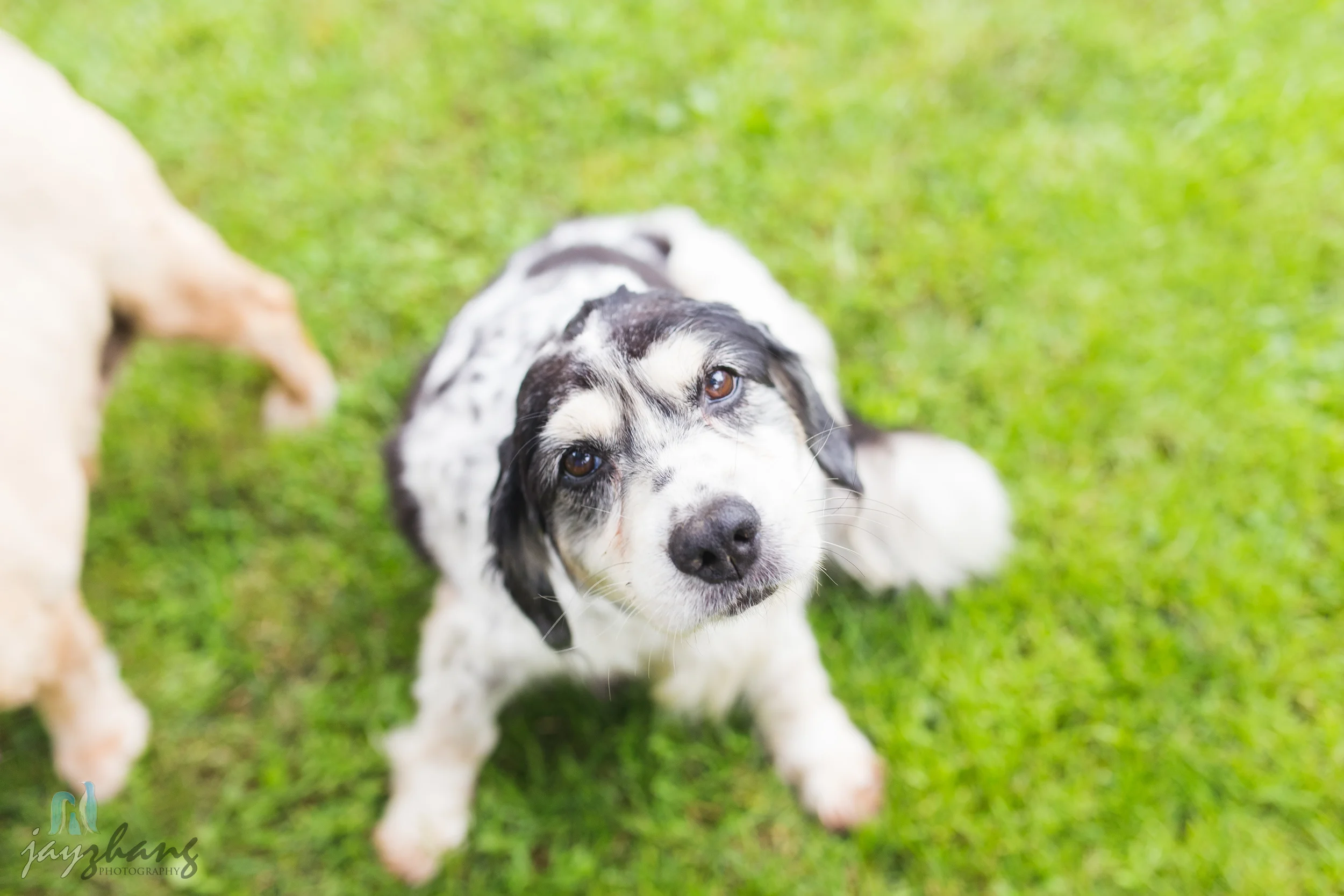 Day 207 - Old Puppys-10.jpg
