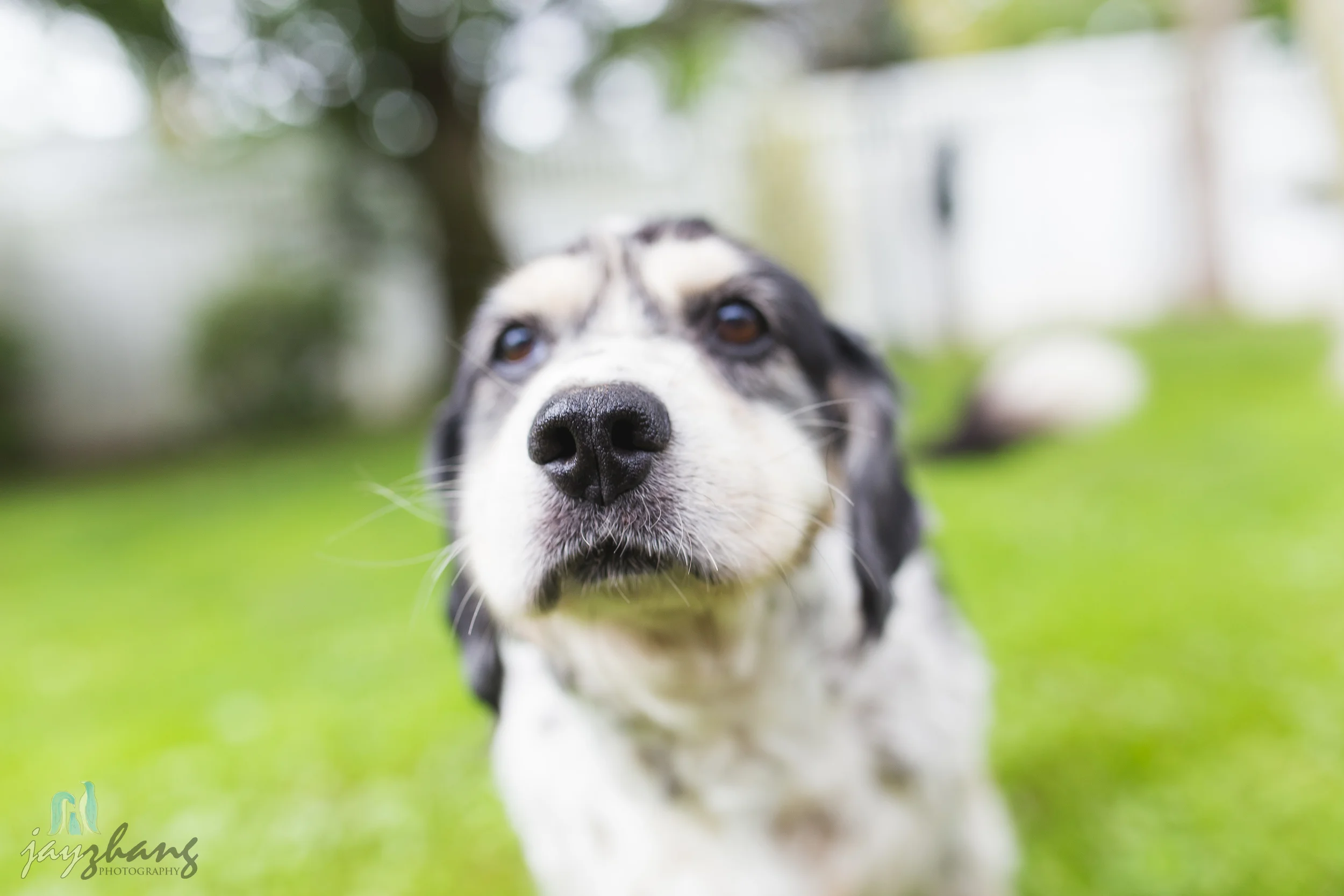 Day 207 - Old Puppys-11.jpg