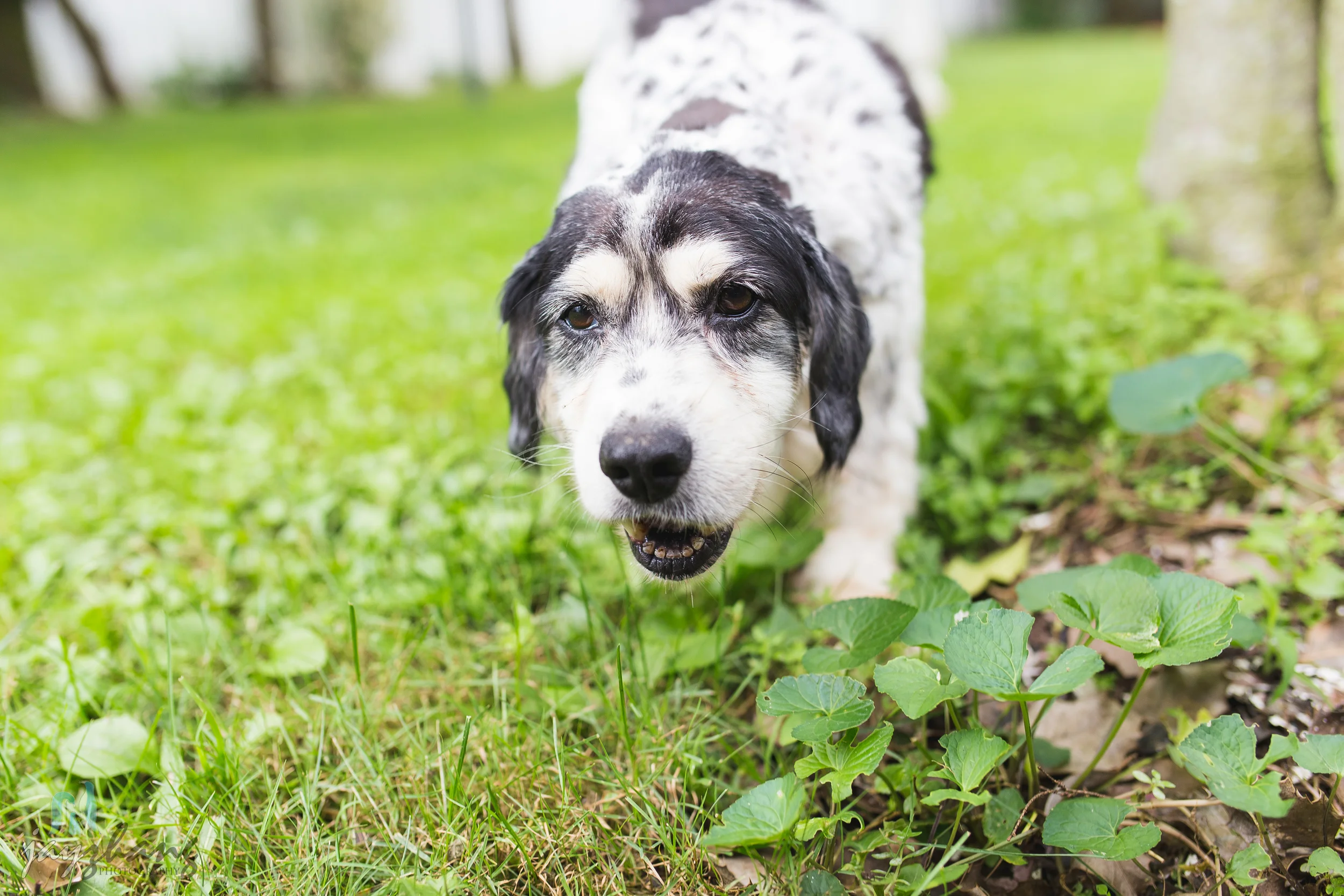 Day 207 - Old Puppys-12.jpg