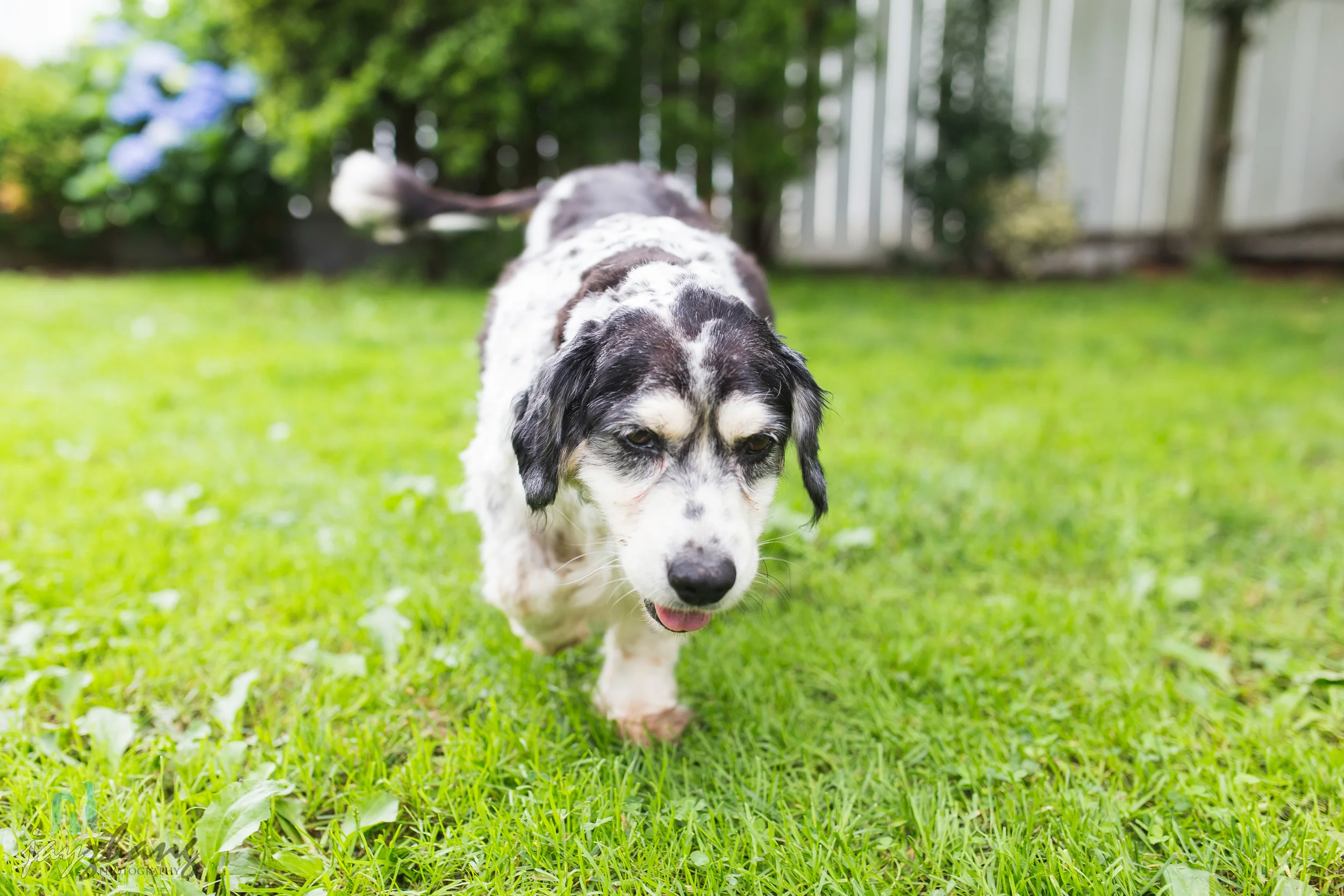 Day 207 - Old Puppys-13.jpg