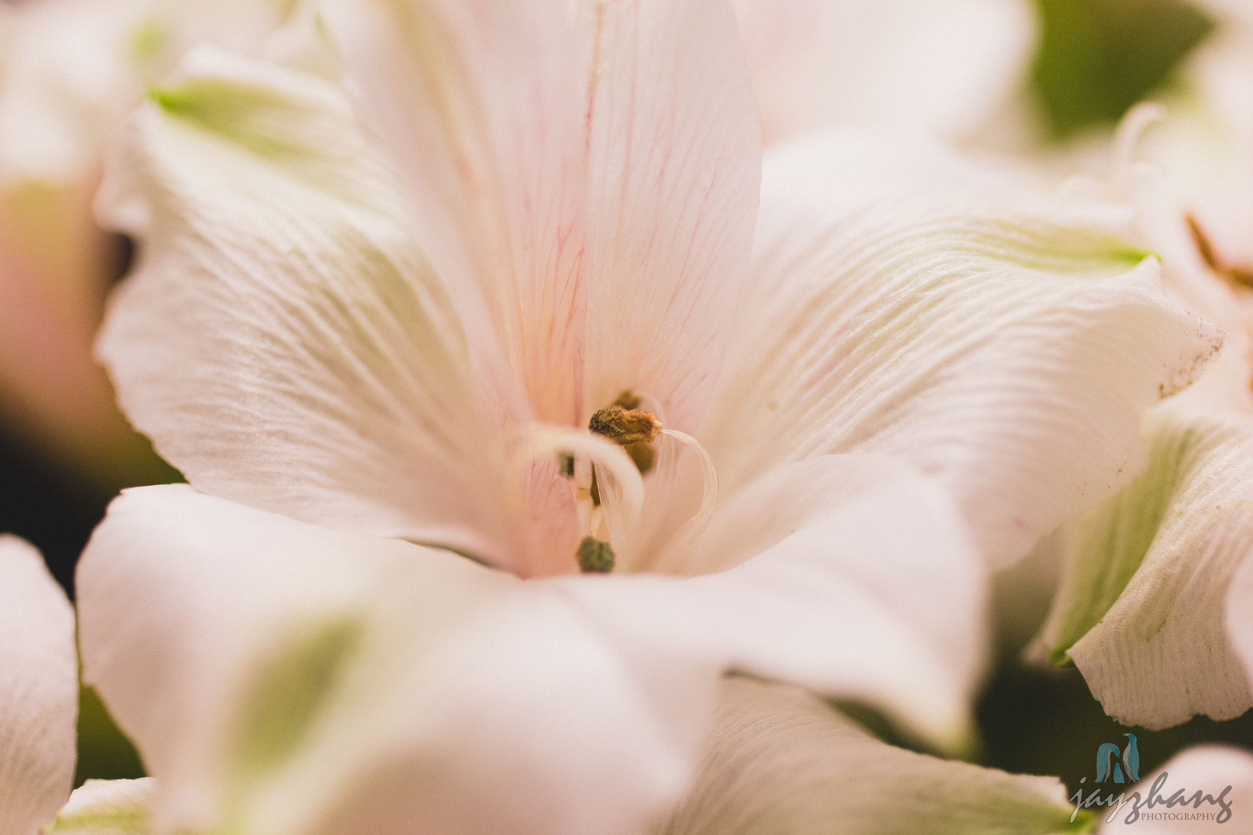 Day 231 - Petals