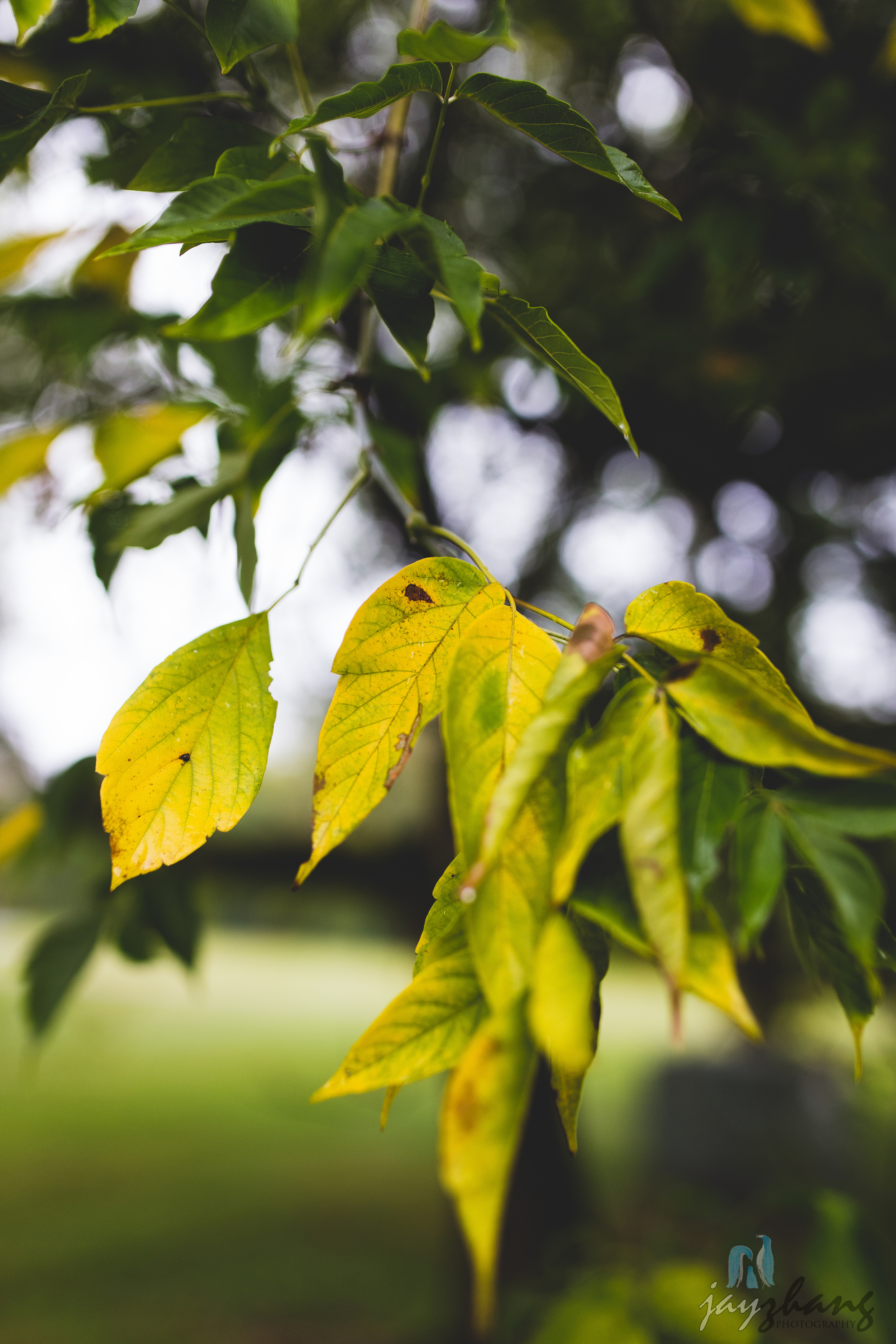 Day 277 - Changing Leaves