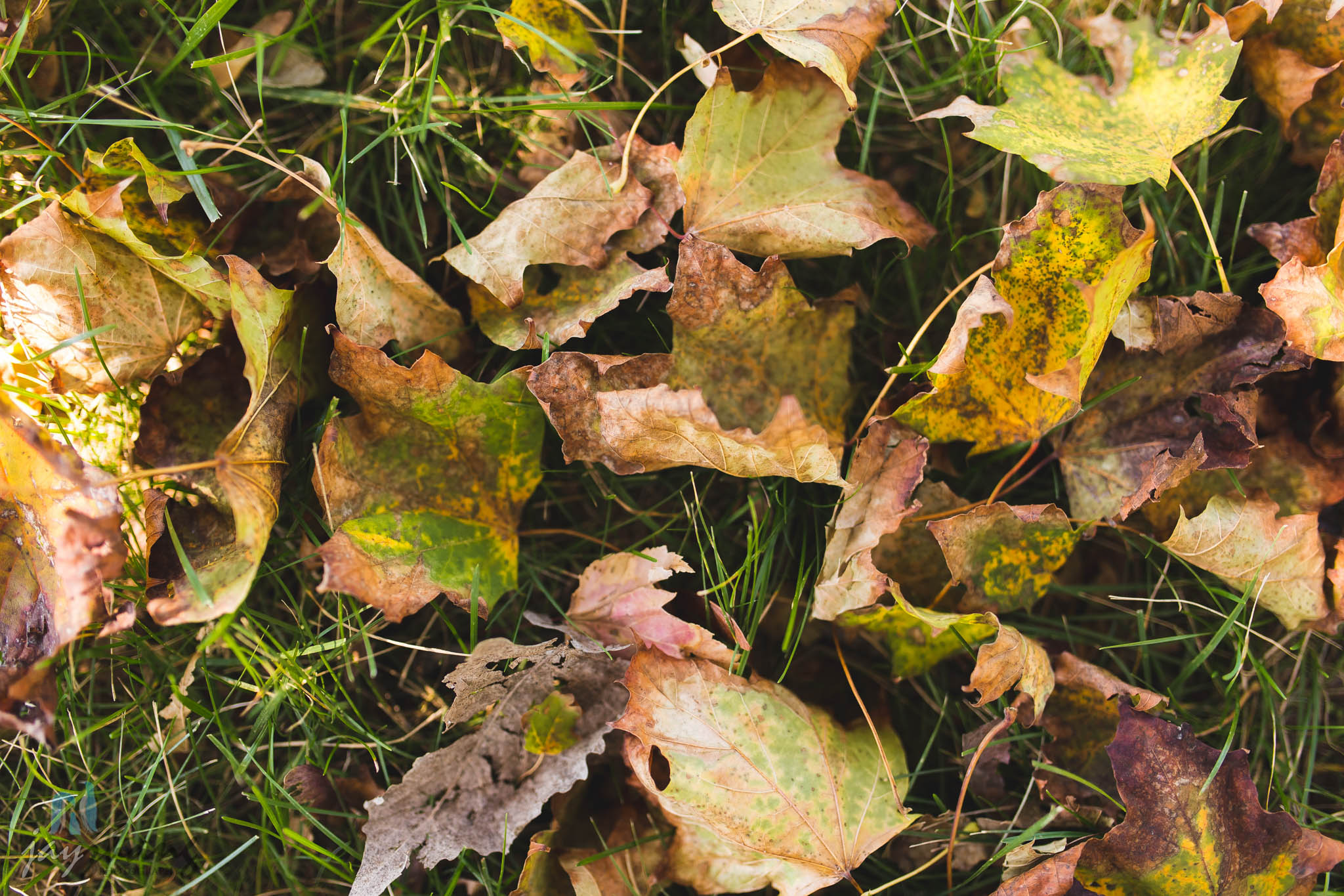 Day 284 - Finally Fall
