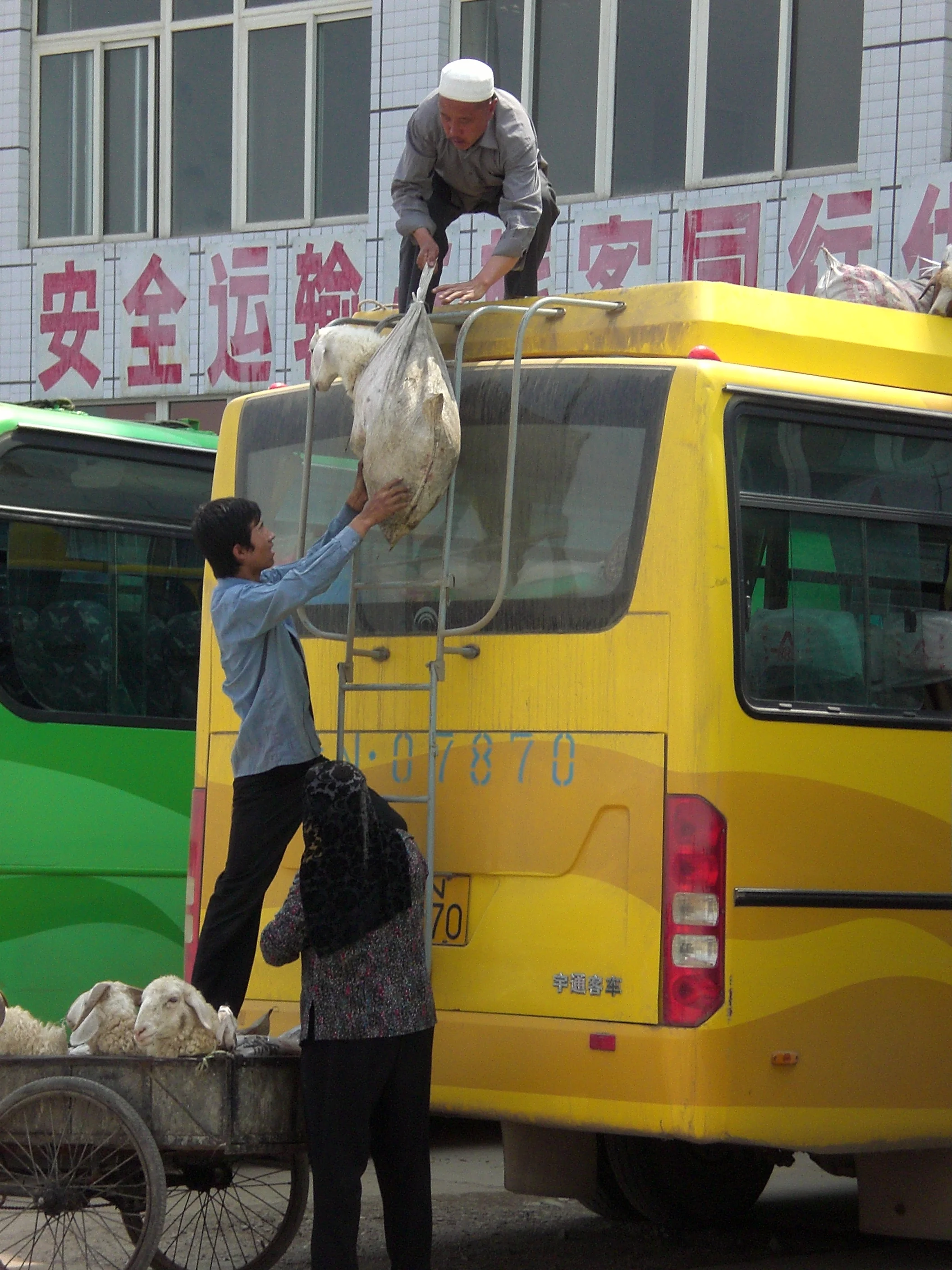 Asia challenges your perceptions in many ways - sheep being delivered via the roof of the bus we were about to board to a nearby town!