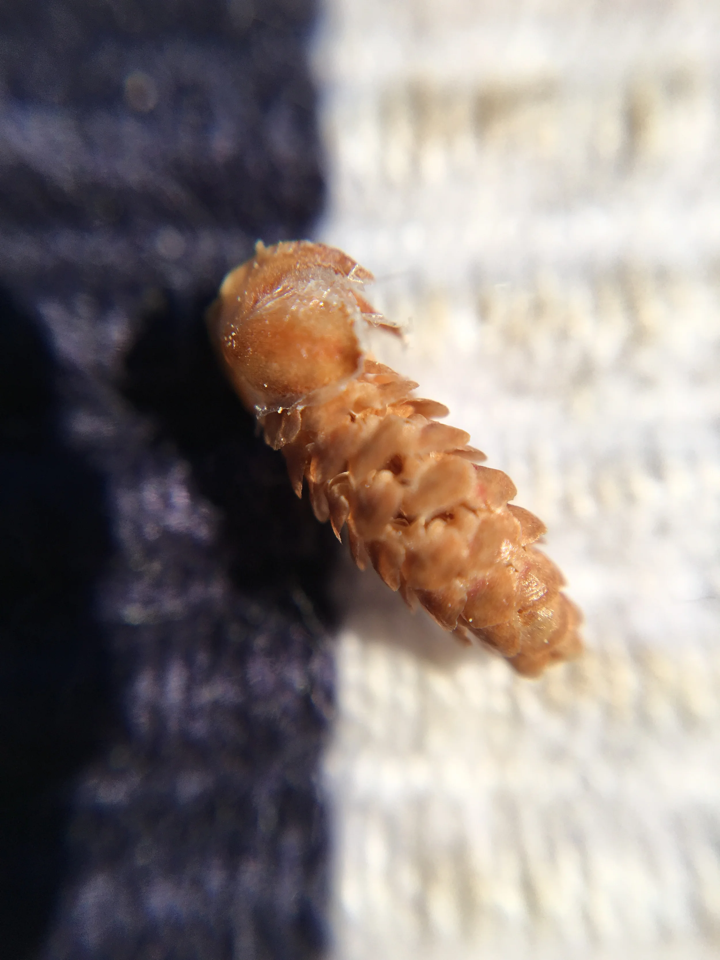 15x zoom from the Olloclip: a half-centimetre long bug off the tree