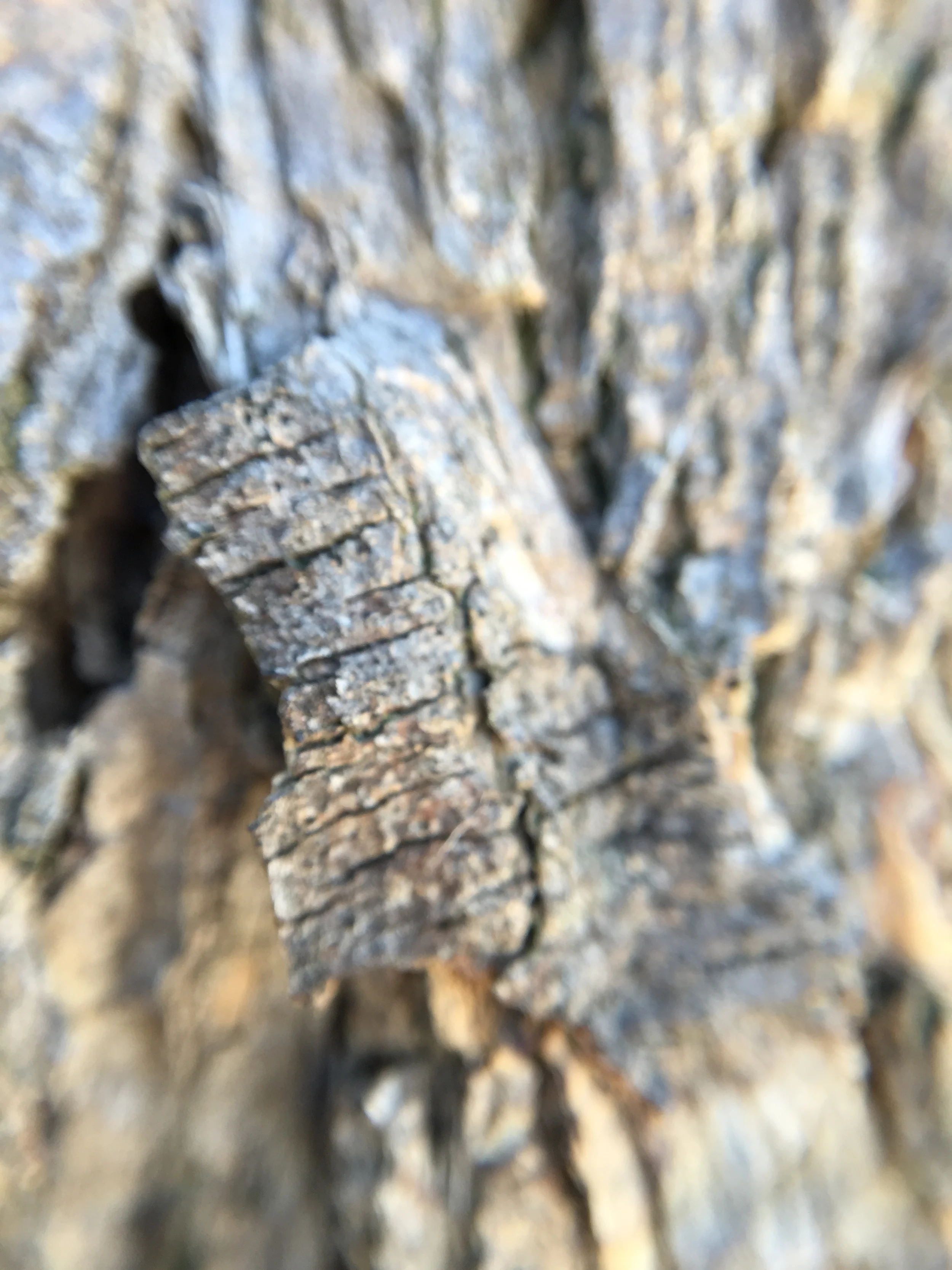 10x zoom onto bark - 1 cm piece.