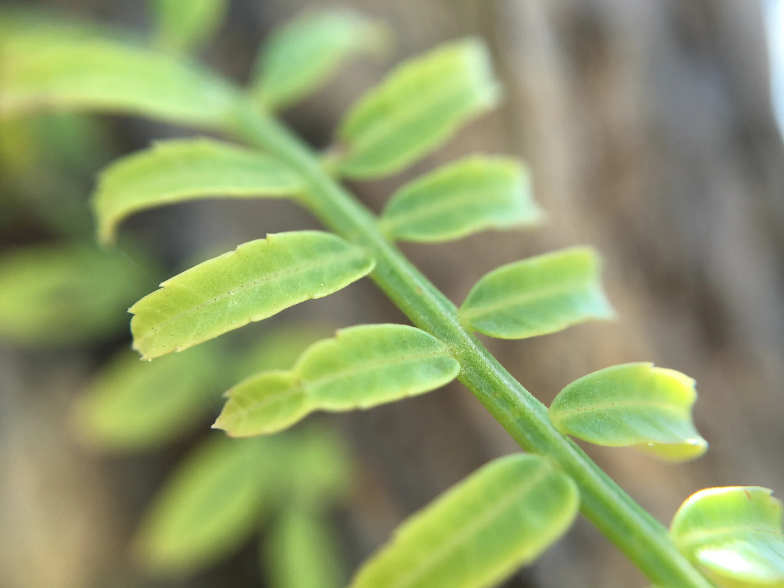 10x zoom - 1cm piece. Great quality from the camera - getting closer and closer to professional camera quality.