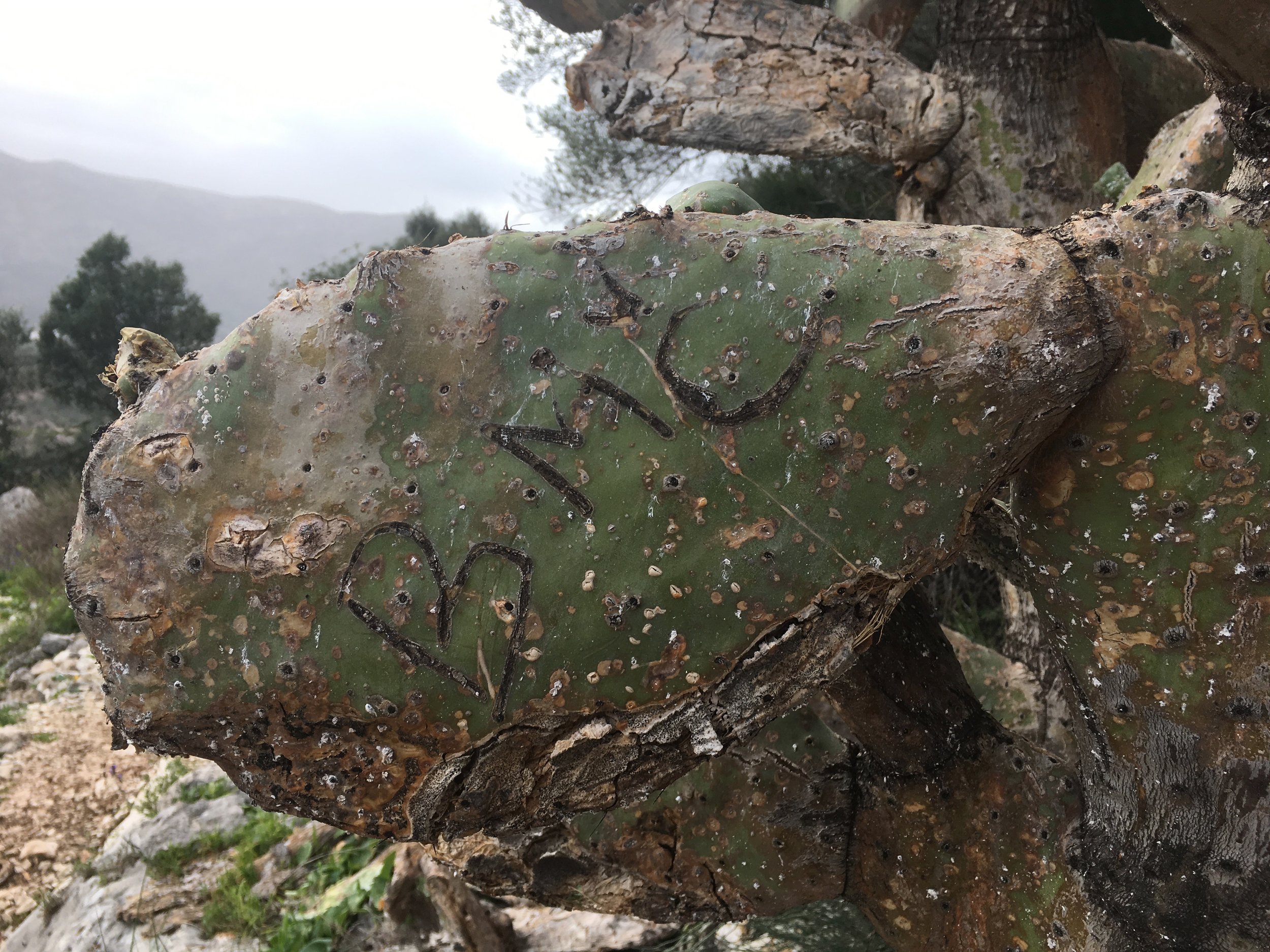 Thanks for trashing this cactus tree, Mr/mrs 'BMC'. Classy.