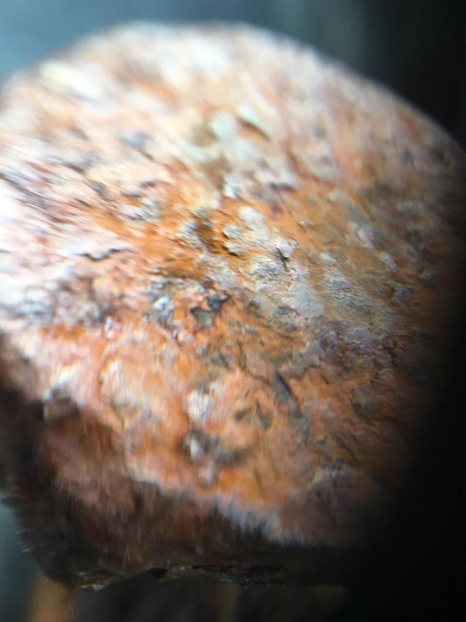 the 2015 bolting policy review