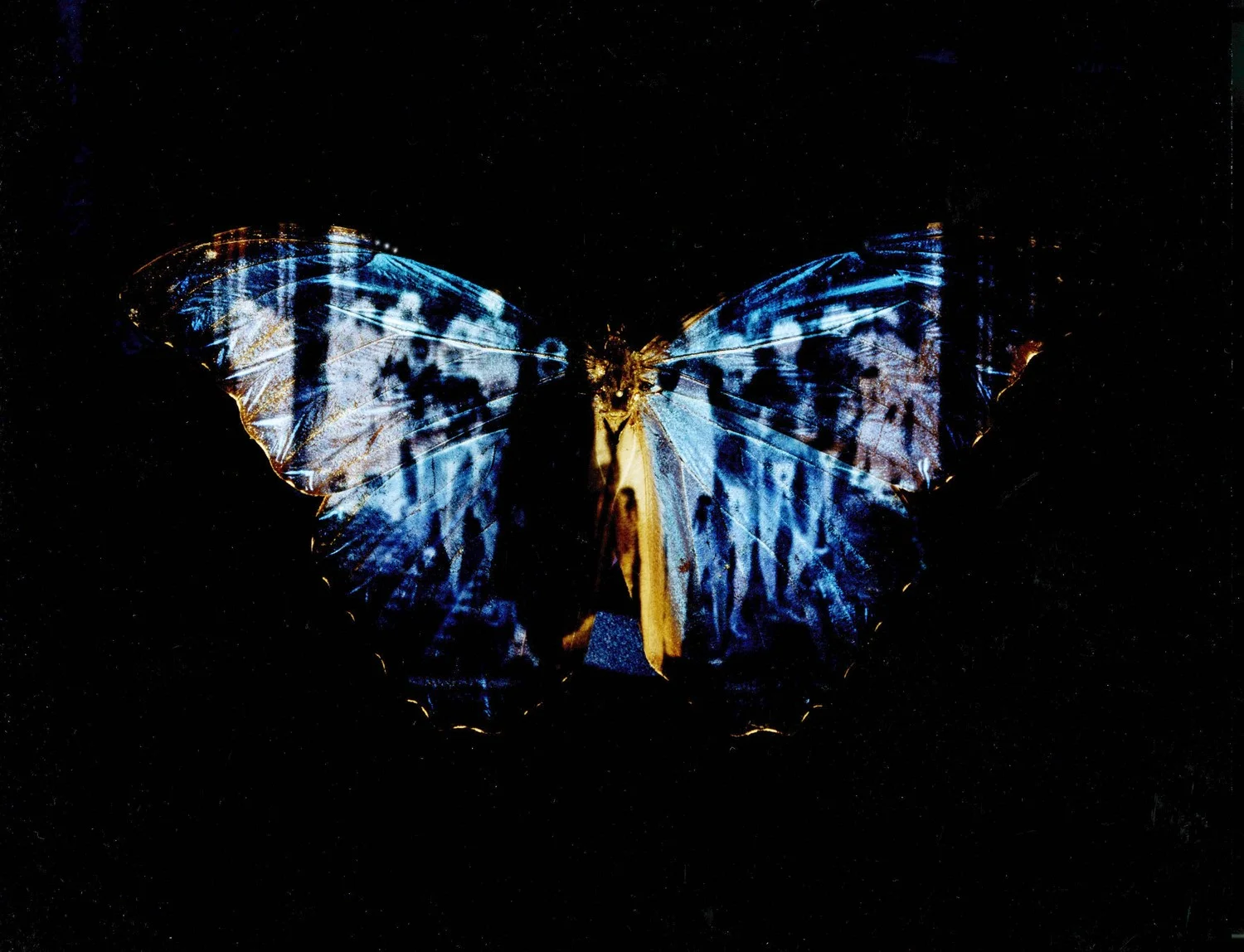 morpho salo.jpg